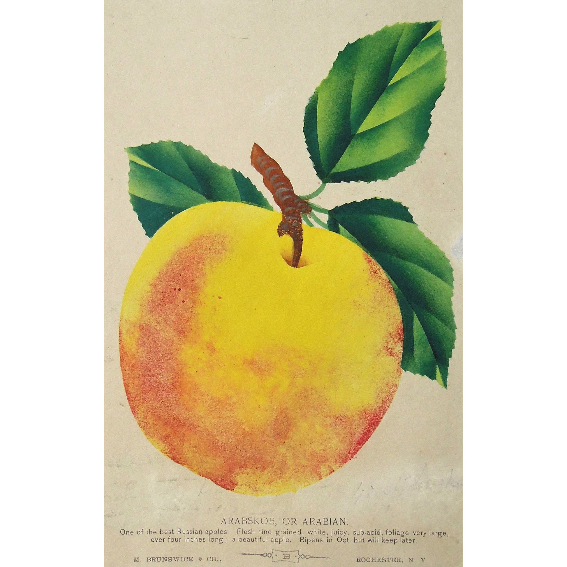 Fruit, Fruits, Apples, Apple, Tree fruit, Flower, Flowers, Botanical, Botanicals, Botany, Garden, Flores, Fleur, Fleurs, Arabskoe, Arabian, bright, colourful, M. Brunswick & Co., Rochester, NY, Nurserymen's Sample Book, Antique Prints, Botanical Prints, Fruit Prints,