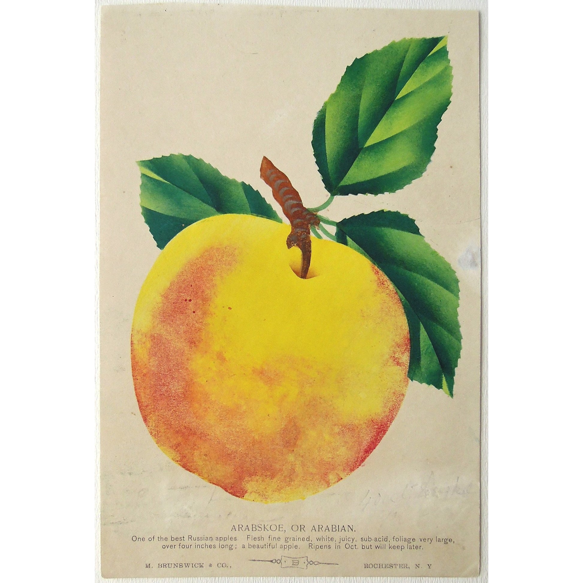 Fruit, Fruits, Apples, Apple, Tree fruit, Flower, Flowers, Botanical, Botanicals, Botany, Garden, Flores, Fleur, Fleurs, Arabskoe, Arabian, bright, colourful, M. Brunswick & Co., Rochester, NY, Nurserymen's Sample Book, Antique Prints, Botanical Prints, Fruit Prints,