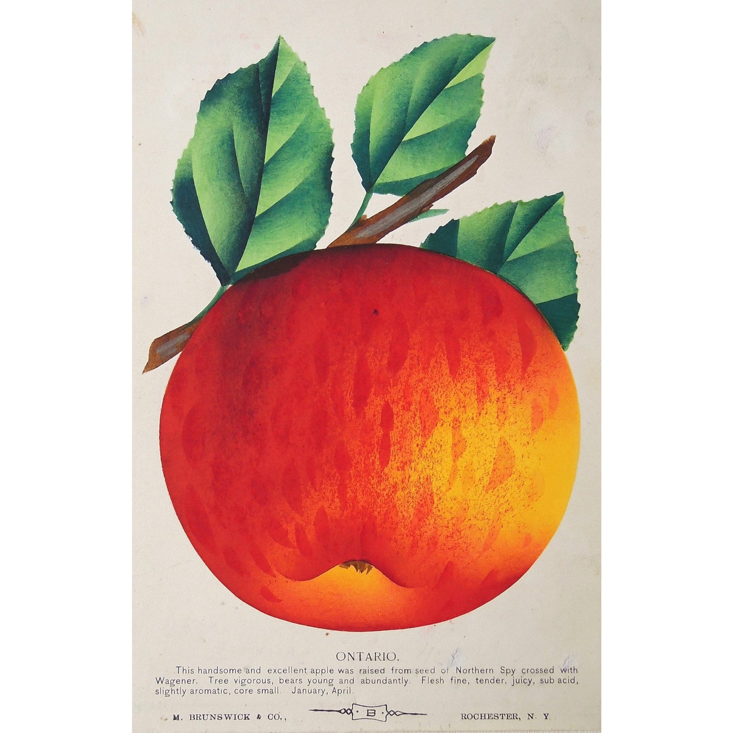 Apple, Apples, Fruit, Fruits, Tree fruit, Flower, Flowers, Botanical, Botanicals, Botany, Garden, Flores, Fleur, Fleurs, Ontario, bright, colourful, Nurserymen's Sample Book, Rochester NY, M. Brunswick & Co., Antique Prints, Botanical Prints, Fruit Prints,