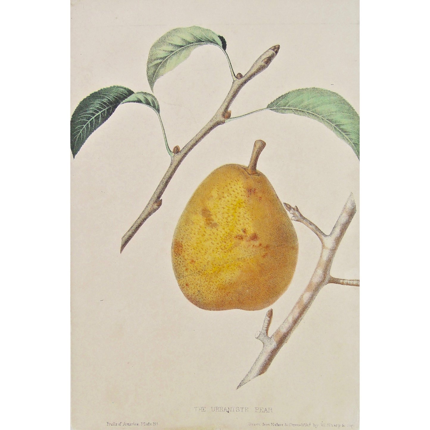 The Urbaniste Pear.  (B6-450)