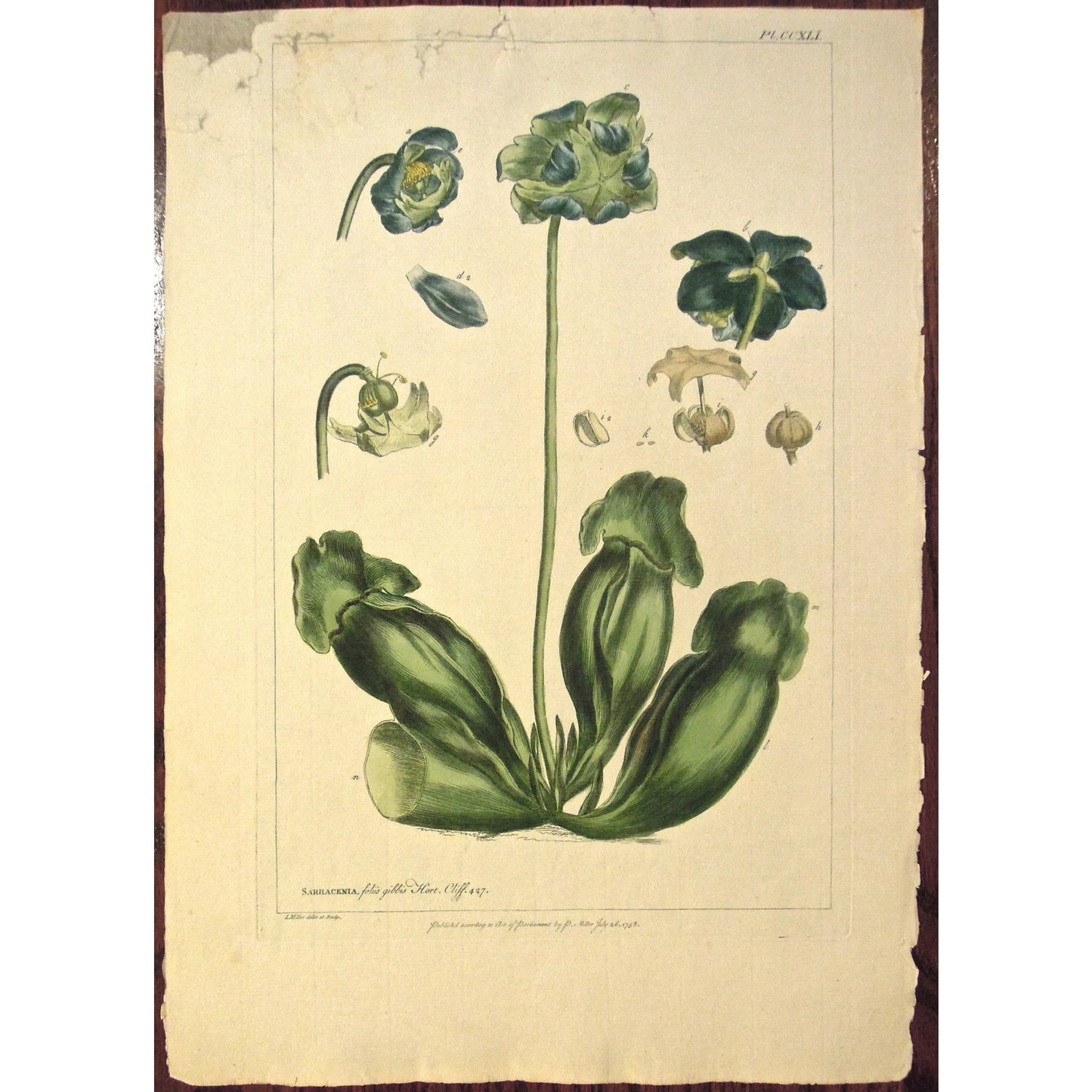 Sarracenia.  (S2-191)