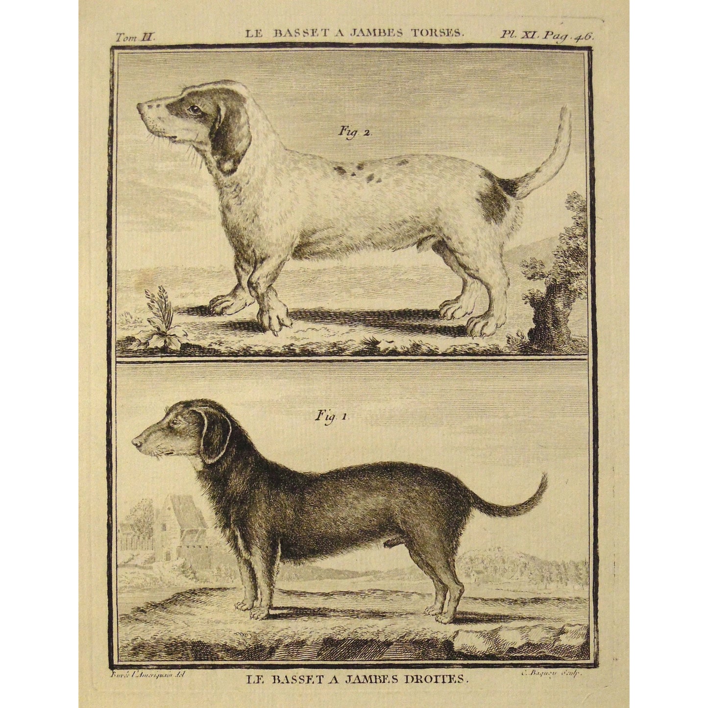 Le Basset a Jambes Torses. & Le Basset a Jambes Droites.  (B7-14)