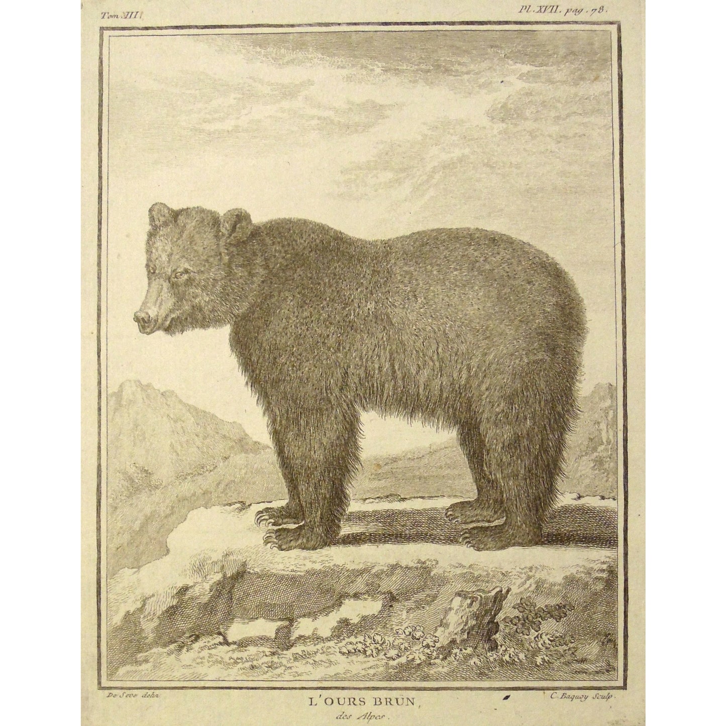 L'Ours Brun, des Alpes.  (B7-25)