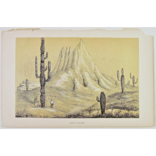 Deserts, North American, North America, Desert, Native, Native-American, Indian, Cereu's Giganteus, Cereu, Giganteus, Gigantes, Rock, Rocks, Rock formation, View, mountains, Landscape, Cactus, Cacti, Tall, men, Saguaro, Antique Print, Antique, Prints, Art, Vintage, wall art, decor, design, engraving, rare, original, Domenech, Seven Years' Residence, Great Deserts, London, 1860, Joliet, woodcut, Longman, Green, Longman, and Roberts