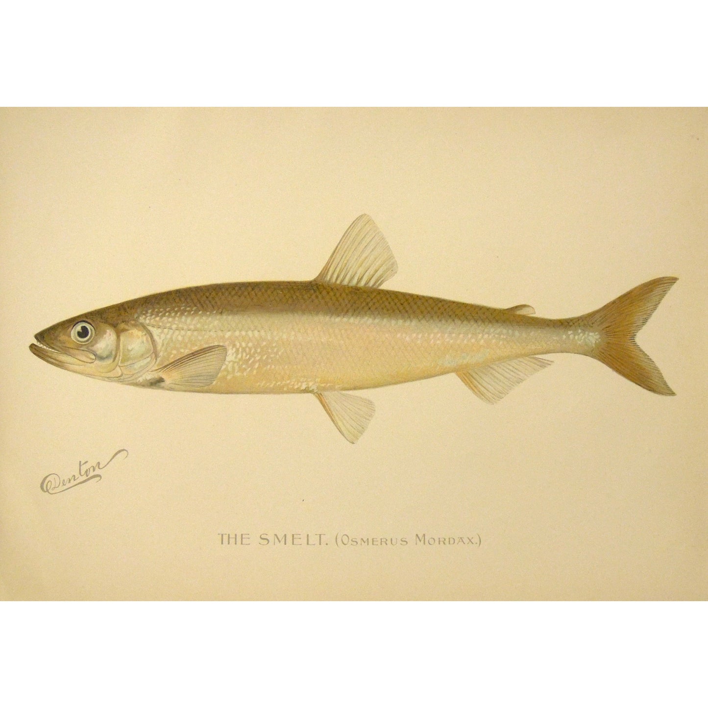 The Smelt. (Osmerus Mordx.)  (B7-A-30)