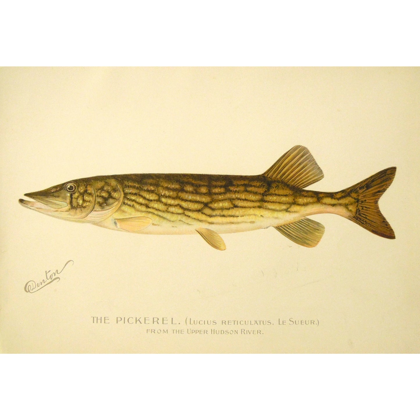 The Pickerel. (Lucius Reticulatus, Le Sueur.)  (B7-A-33)