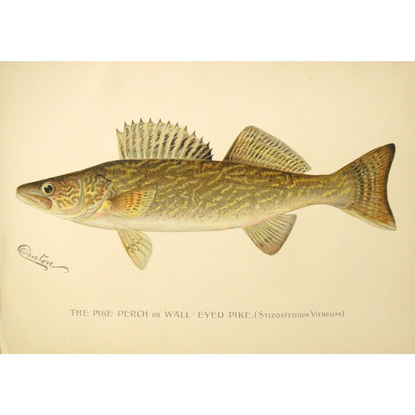 The Pike Perch or Wall-Eyed Pike. (Stizostedium Vitreum.)  (B7-A-36)