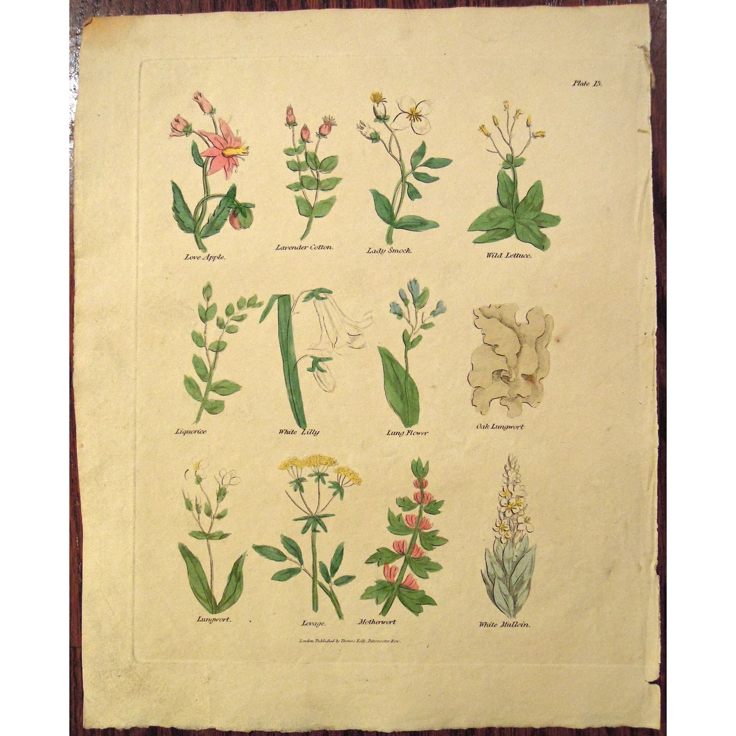 Plate 15.  (B6-551)