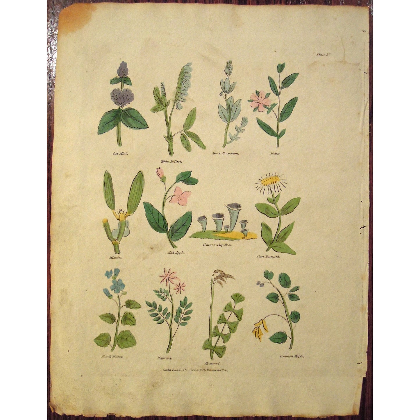 Plate 17.  (B6-553)