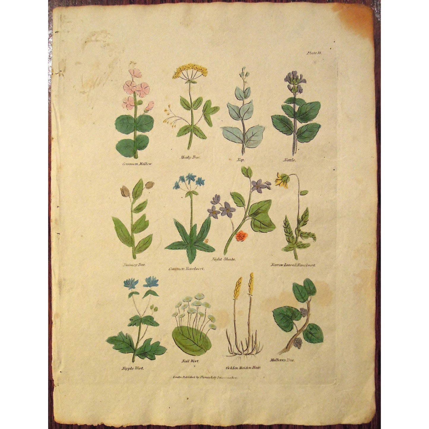 Plate 18.  (B6-554)