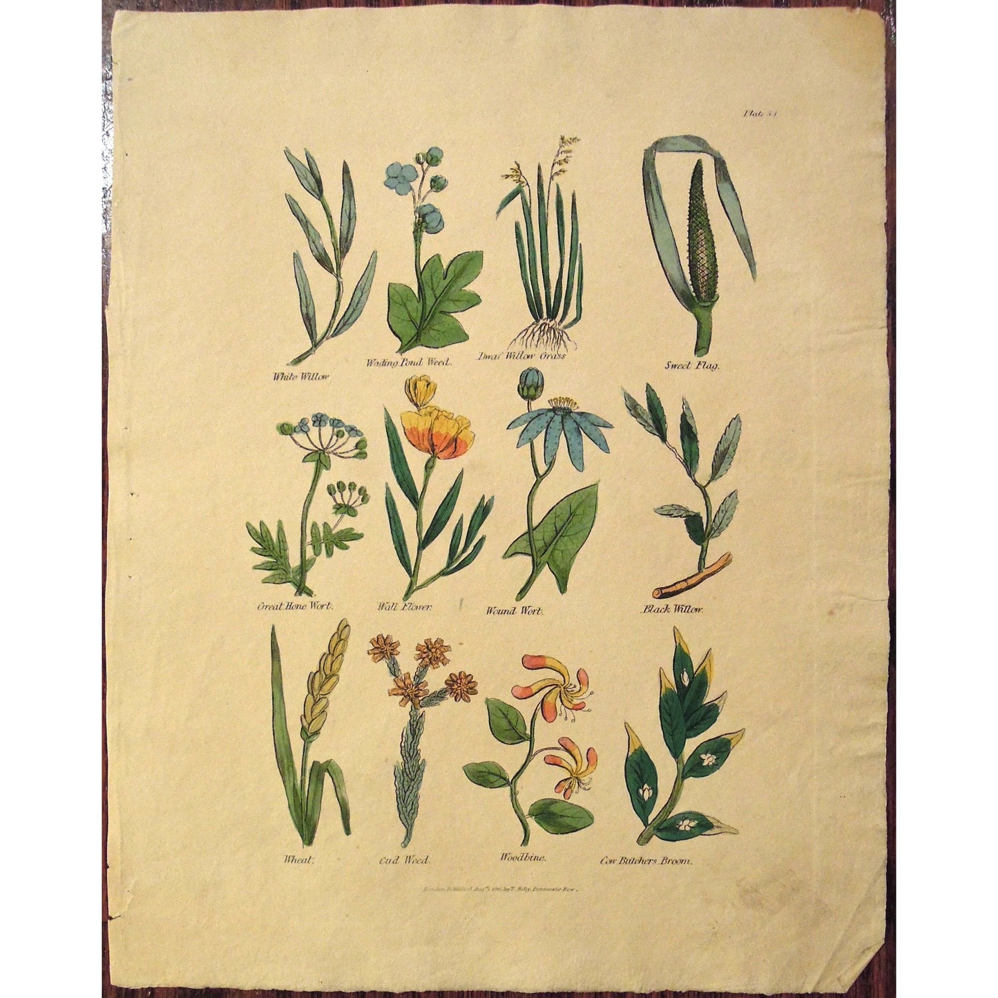 Plate 34.  (B6-569)