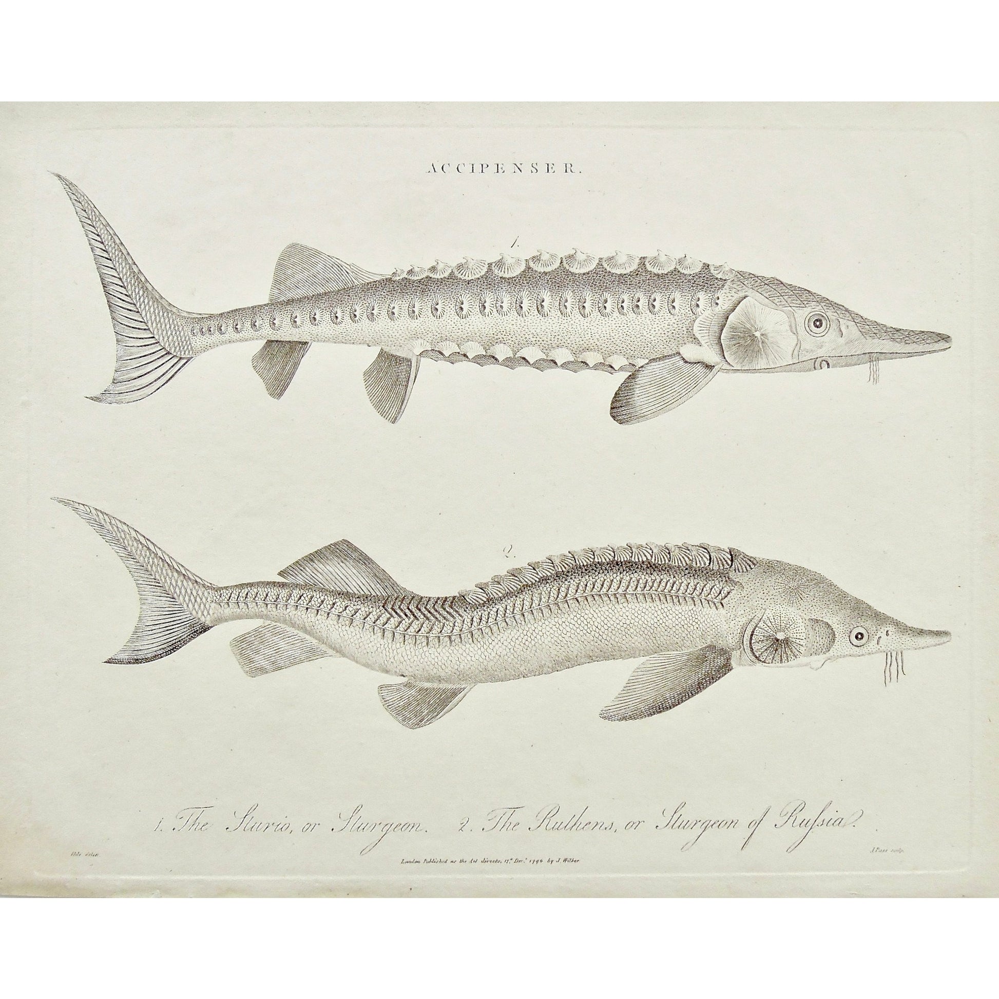 Sturio, Sturgeon, Ruthens, Sturgeon of Russia, Russian Sturgeon, Accipenser, Fish, Ocean Creatures, Antique Prints, Antique, Vintage, Prints, Decor, Art, wall art, London, Encyclopedia, 1801, Wilkes, Pass, Adlard