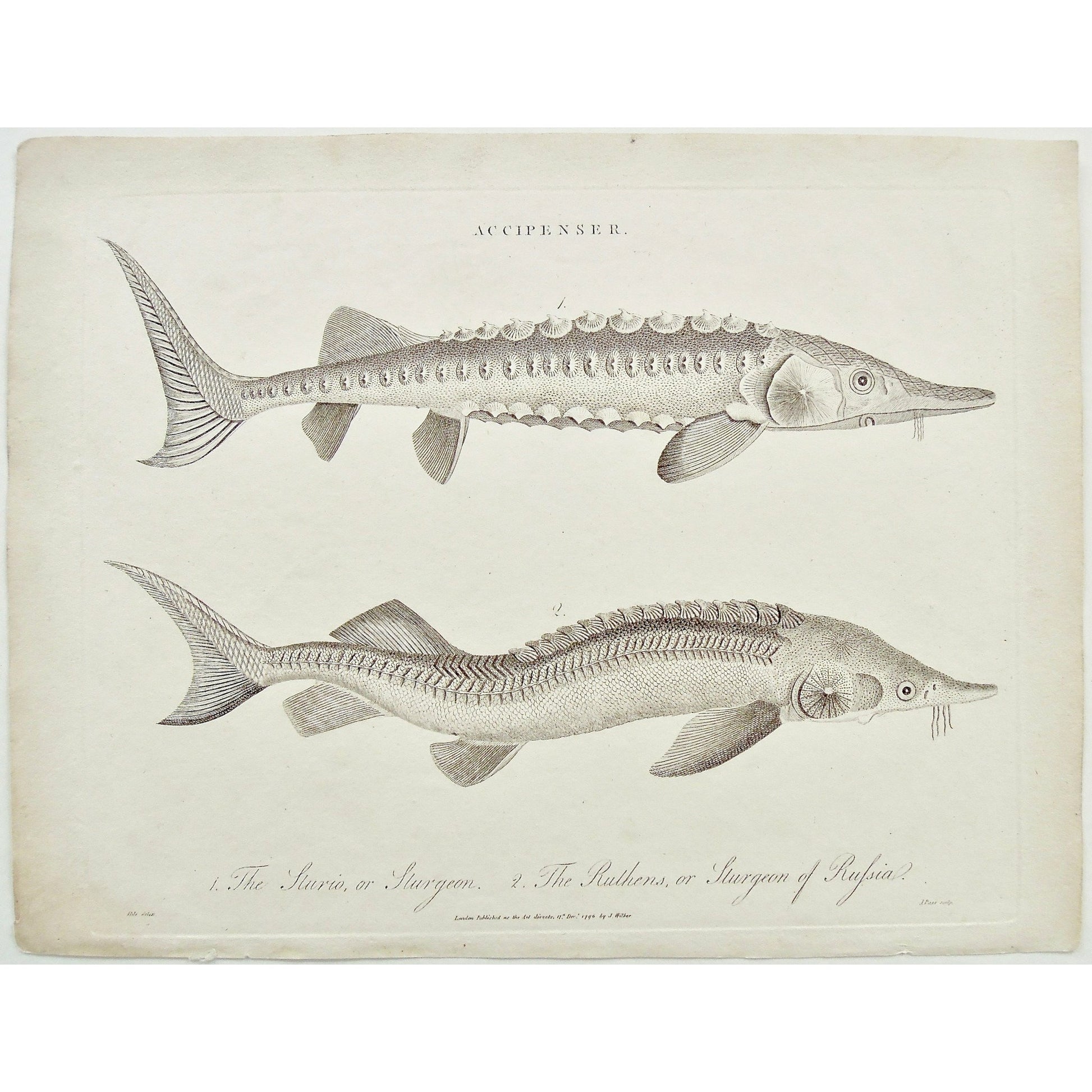 Sturio, Sturgeon, Ruthens, Sturgeon of Russia, Russian Sturgeon, Accipenser, Fish, Ocean Creatures, Antique Prints, Antique, Vintage, Prints, Decor, Art, wall art, London, Encyclopedia, 1801, Wilkes, Pass, Adlard,