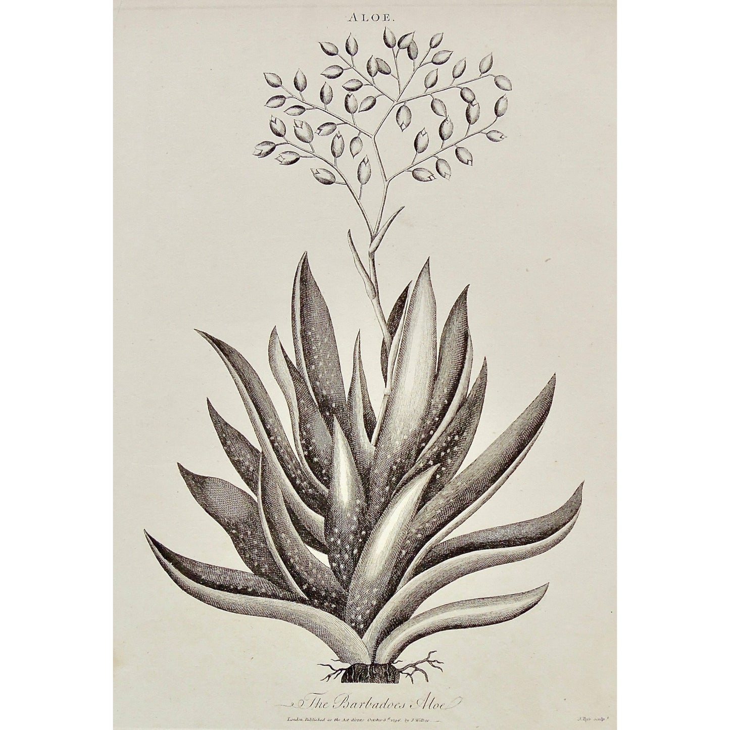 Aloe, Plants, Barbados Aloe, Barbados, Plant, Tree, Adlard, Pass, Antique Prints, Antique, Vintage, Prints, Decor, Art, wall art, London, Encyclopedia, 1796, Wilkes,