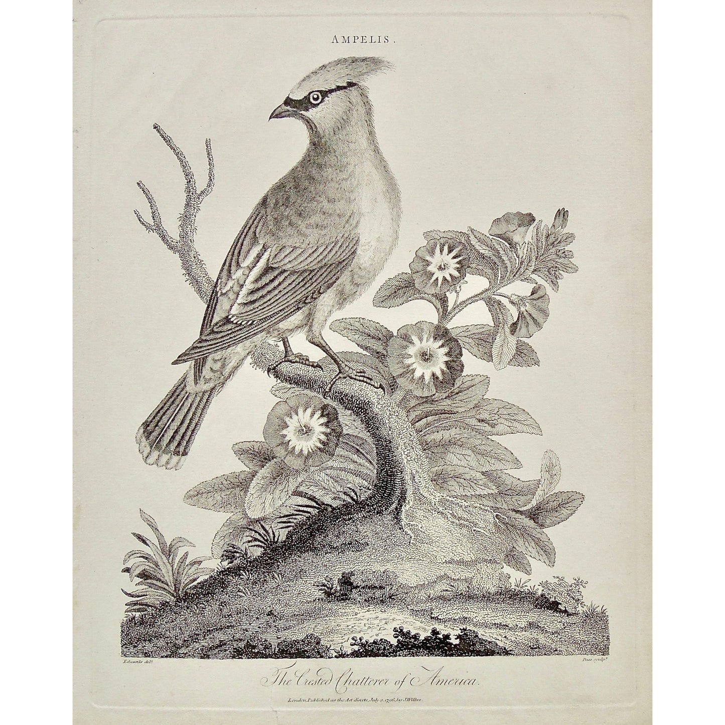 Birds, Ornithology, Crested Chatterer of America, American, Crested Chatterer, Bird, Flowers, Ampelis, Antique Prints, Antique, Vintage, Prints, Decor, Art, wall art, London, Encyclopedia, 1796, Edwards, Pass, Adlard, Wilkes,