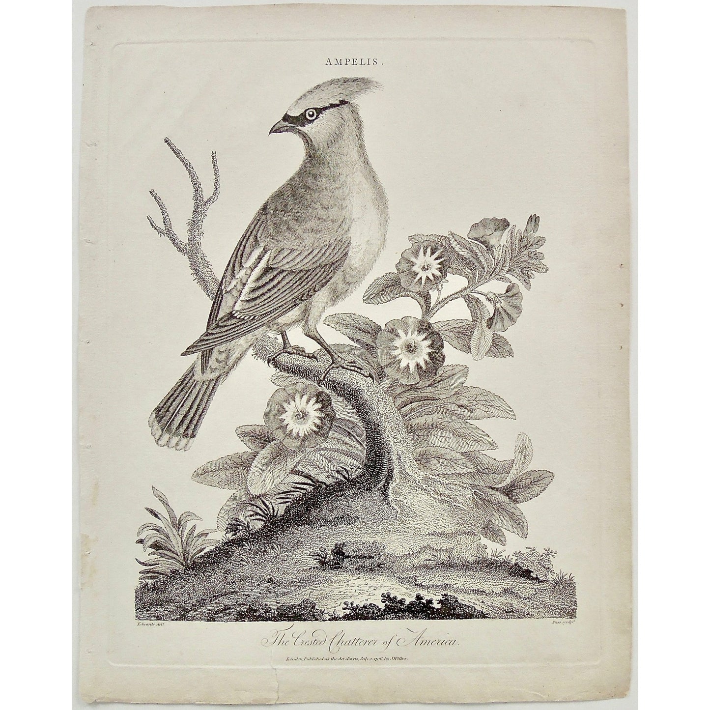 Birds, Ornithology, Crested Chatterer of America, American, Crested Chatterer, Bird, Flowers, Ampelis, Antique Prints, Antique, Vintage, Prints, Decor, Art, wall art, London, Encyclopedia, 1796, Edwards, Pass, Adlard, Wilkes,