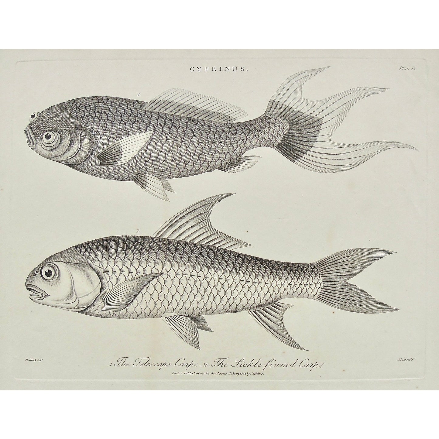 Cyprinus, Telescope Carp, Sickle-finned Carp, Sickle-finned, Carp, Fish, Scales, Adlard, Block, Pass, Antique Prints, Antique, Vintage, Prints, Decor, Art, wall art, London, Encyclopedia, 1802, Wilkes,