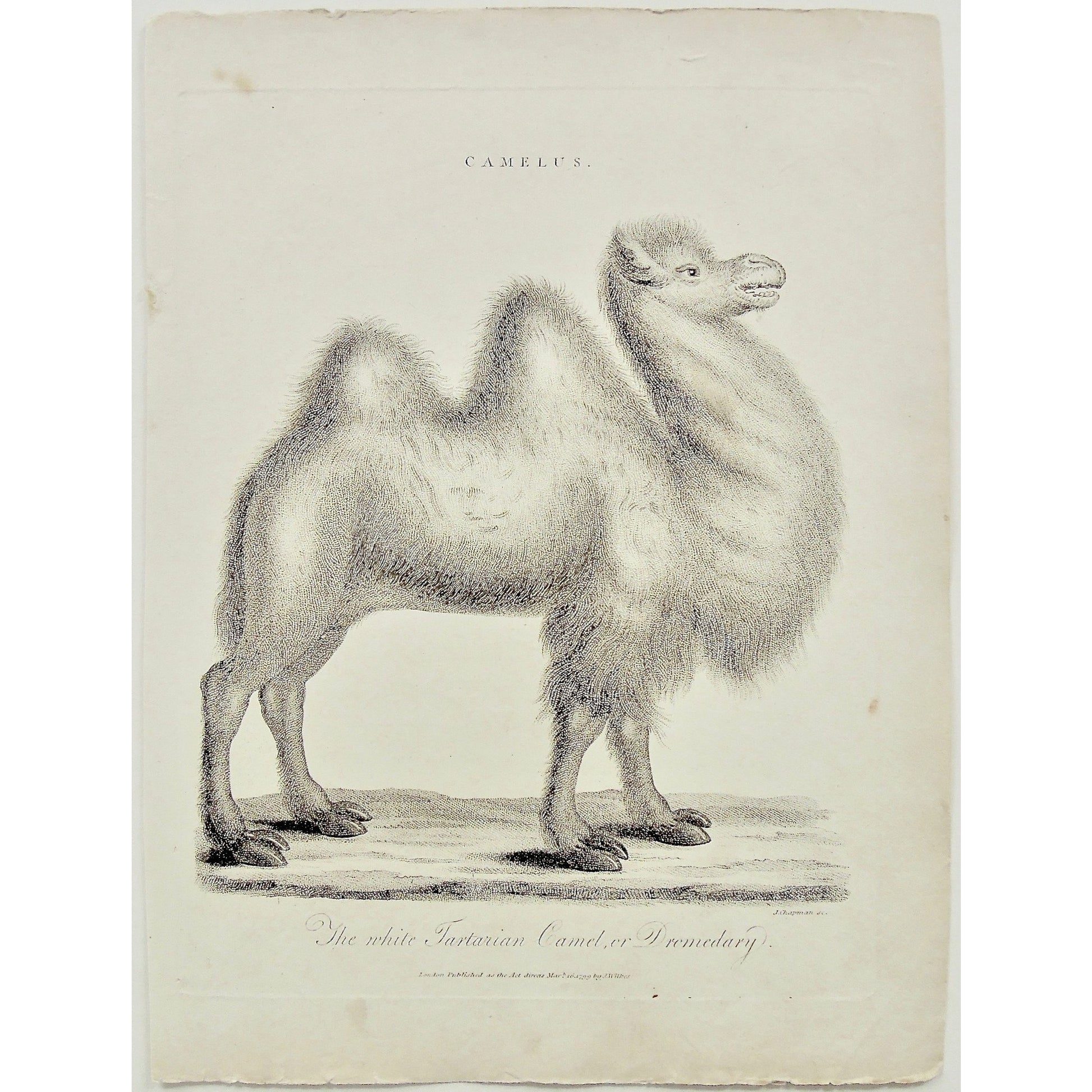 Camelus, Camel, Camels, White Tartarian, Tartarian, Dromedary, Animal, Animals, Antique Prints, Antique, Prints, Art, Wall art, decor, Vintage, Encyclopedia, 1799, 