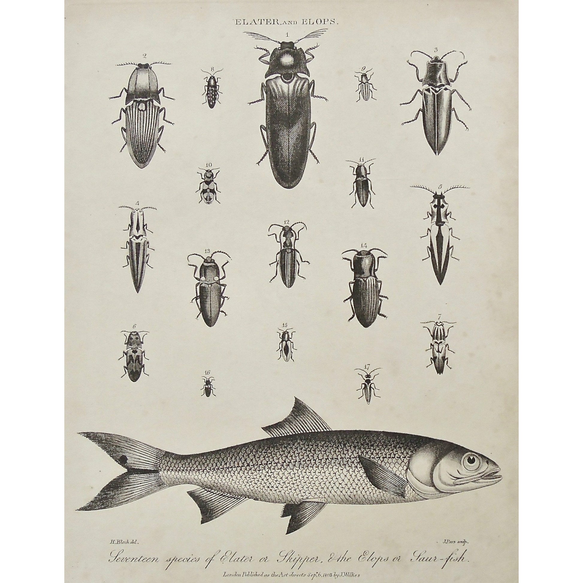 Elater, Elops, Skipper, Saur-fish, bugs, bug, insect, insects, beetles, fish, Antique Prints, Antique, Print, Vintage, Art, Decor, Wall art, Wall decor, Pass, Adlard, Block, Wilkes, Encyclopedia, 1803, London,