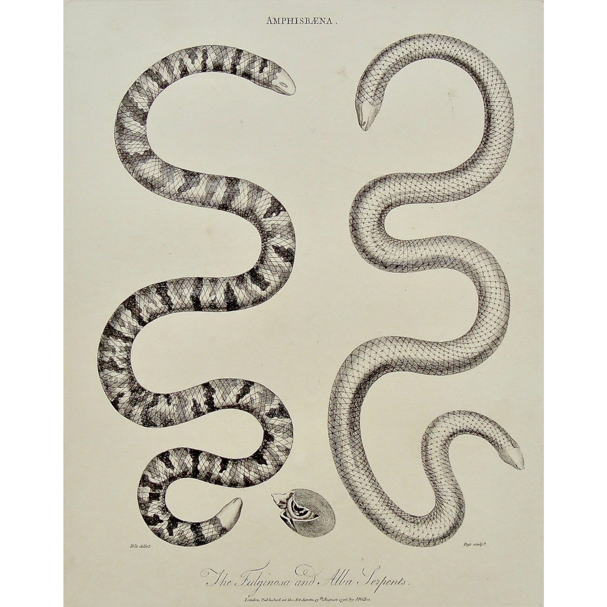 Amphisbaena, Amphibians, Snakes, Snake, Fulginosa Serpent, Fulginosa, Alba, Serpent, Serpents, Alba Serpent, Antique Prints, Antique, Print, Vintage, Art, Decor, Wall art, Wall decor, Pass, Adlard, Ihle, Wilkes, Encyclopedia, 1796, London,