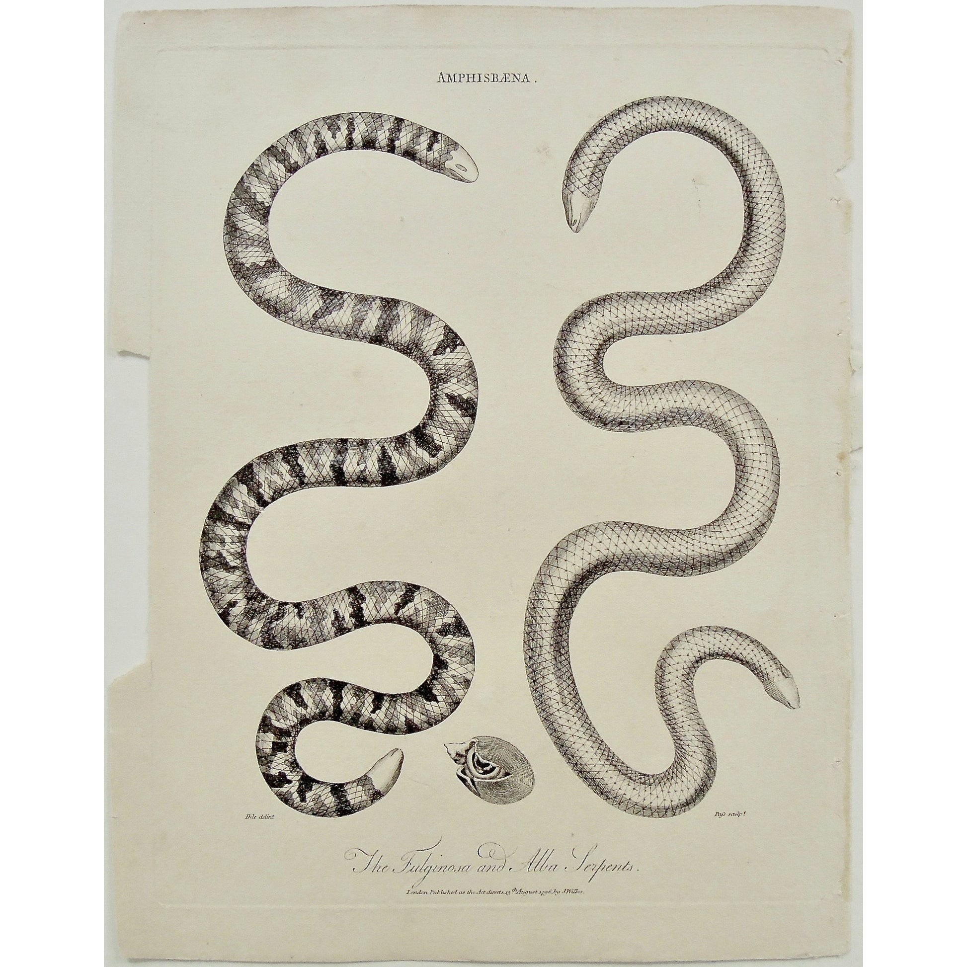 Amphisbaena, Amphibians, Snakes, Snake, Fulginosa Serpent, Fulginosa, Alba, Serpent, Serpents, Alba Serpent, Antique Prints, Antique, Print, Vintage, Art, Decor, Wall art, Wall decor, Pass, Adlard, Ihle, Wilkes, Encyclopedia, 1796, London,