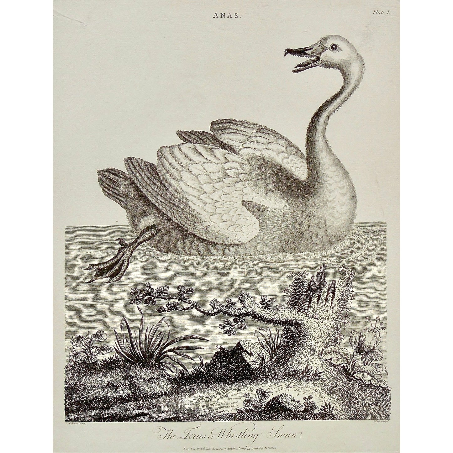 Anas, Swan, Swans, Ferus, Whistling Swan, Birds, Bird, Ornithology, Antique Prints, Antique, Print, Vintage, Art, Decor, Wall art, Wall decor, Pass, Adlard, Edwards, Wilkes, Encyclopedia, 1796, London,