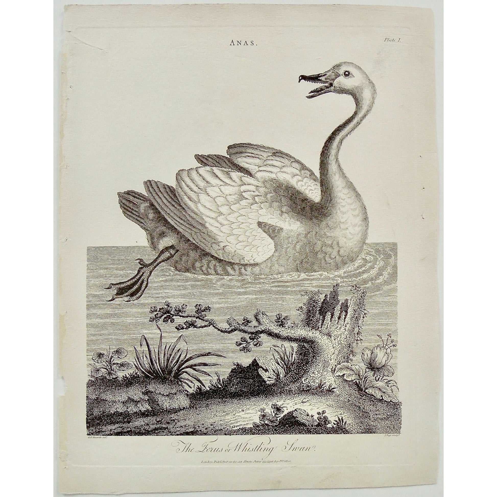 Anas, Swan, Swans, Ferus, Whistling Swan, Birds, Bird, Ornithology, Antique Prints, Antique, Print, Vintage, Art, Decor, Wall art, Wall decor, Pass, Adlard, Edwards, Wilkes, Encyclopedia, 1796, London,