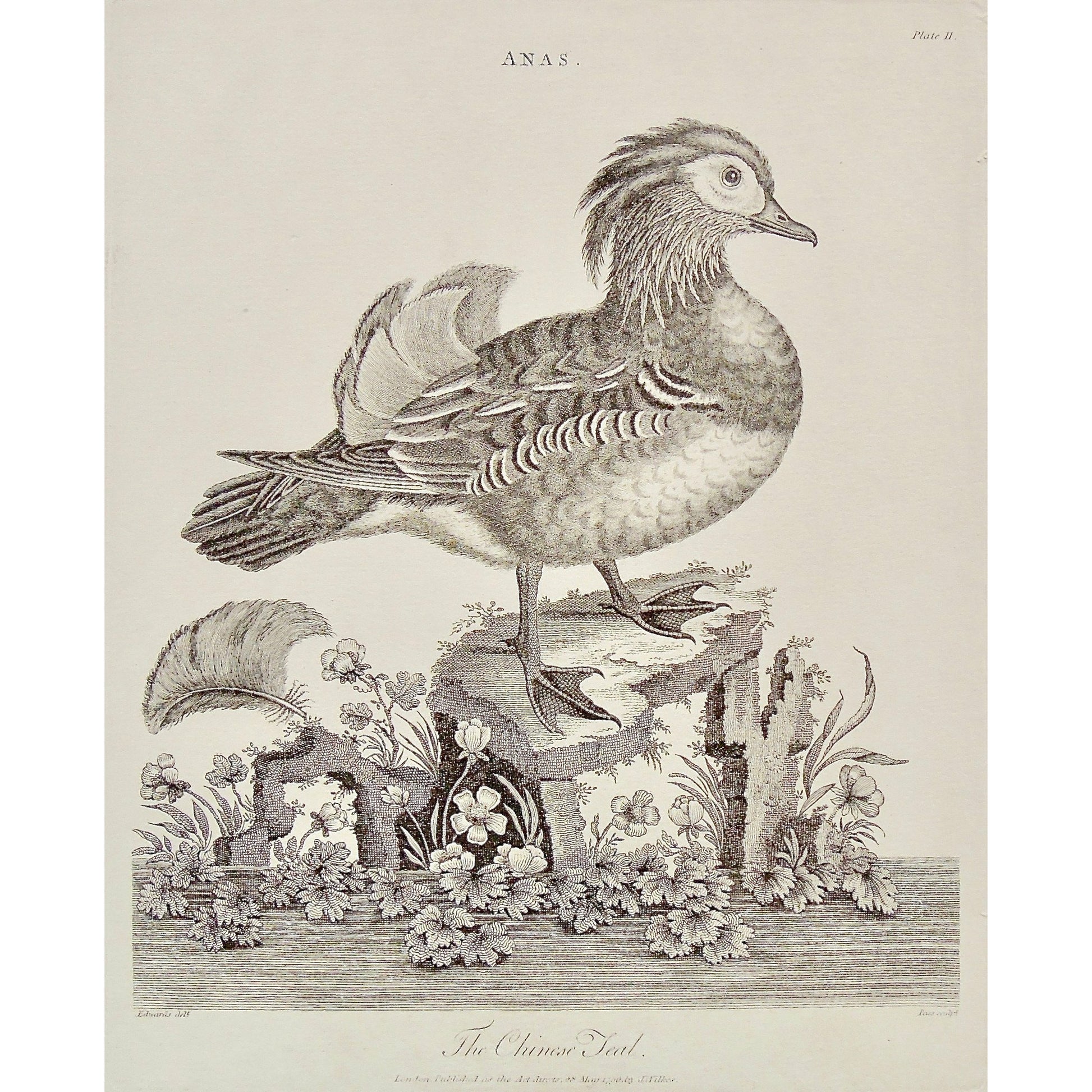 Anas, Chinese Seal, Bird, Duck, Birds, Ornithology, Chinese, Antique Prints, Antique, Print, Vintage, Art, Decor, Wall art, Wall decor, Pass, Adlard, Edwards, Wilkes, Encyclopedia, 1796, London,