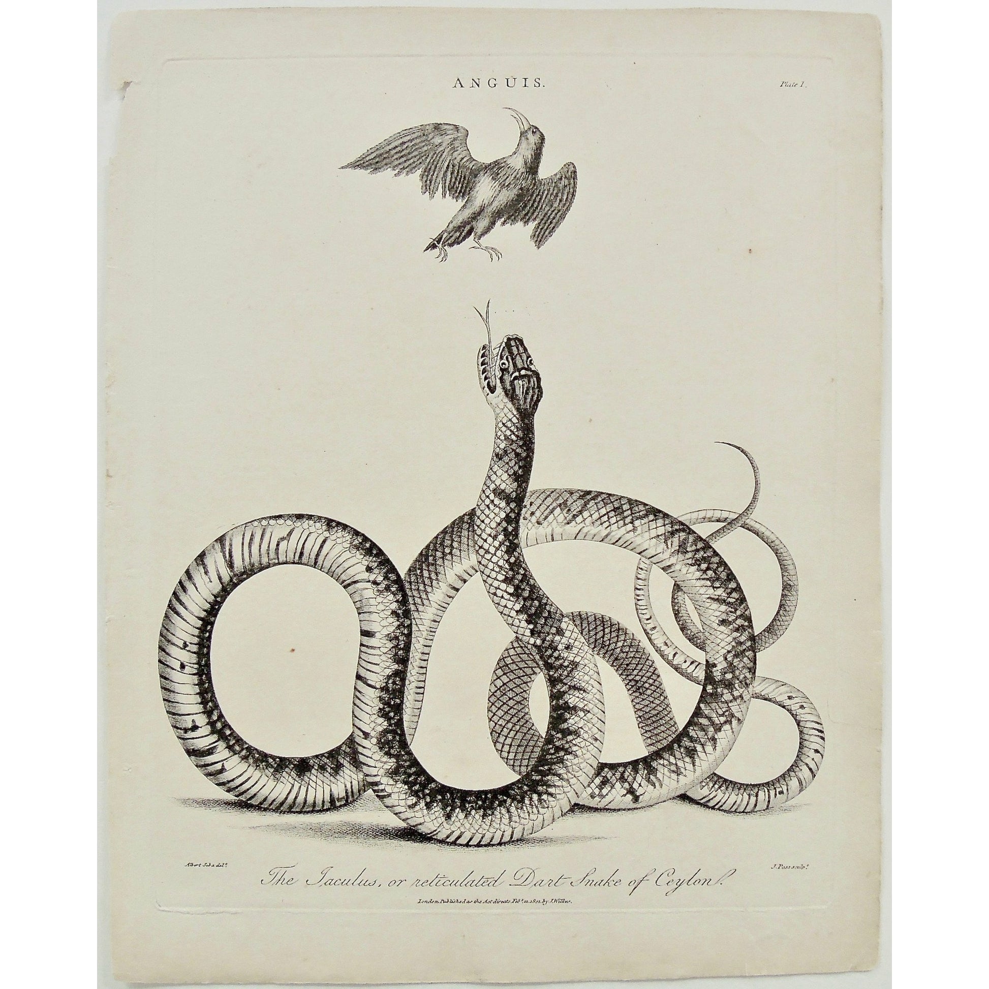 Anguis, Jaculus, Snake, Snakes, Serpent, Serpents, Hawk, Bird, Hunting prey, Reticulated Dart Snake of Ceylon, Reticulated, Dart Snake, Ceylon, Antique Prints, Antique, Print, Vintage, Art, Decor, Wall art, Wall decor, Pass, Adlard, Seba, Wilkes, Encyclopedia, 1801, London,