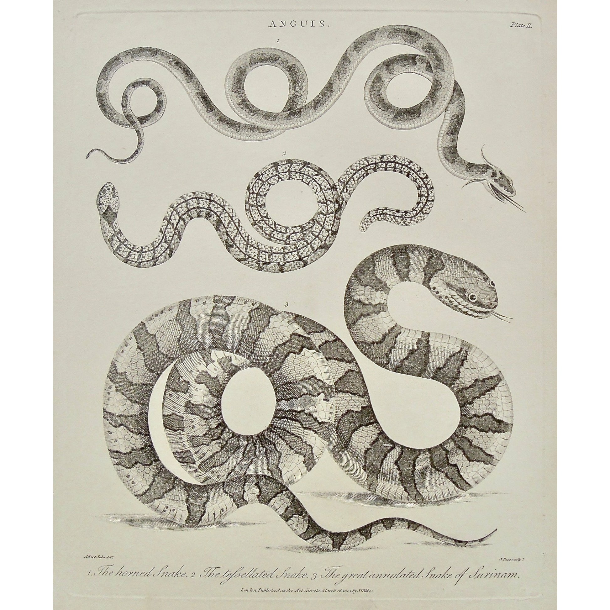 Anguis, Horned Snake, Snake, Snakes, Serpent, Serpents, Tessellated Snake, Tessellated, Great Annulated Snake of Surinam, Annulated, Surinam, Reptiles, Antique Prints, Antique, Print, Vintage, Art, Decor, Wall art, Wall decor, Pass, Adlard, Seba, Wilkes, Encyclopedia, 1801, London,