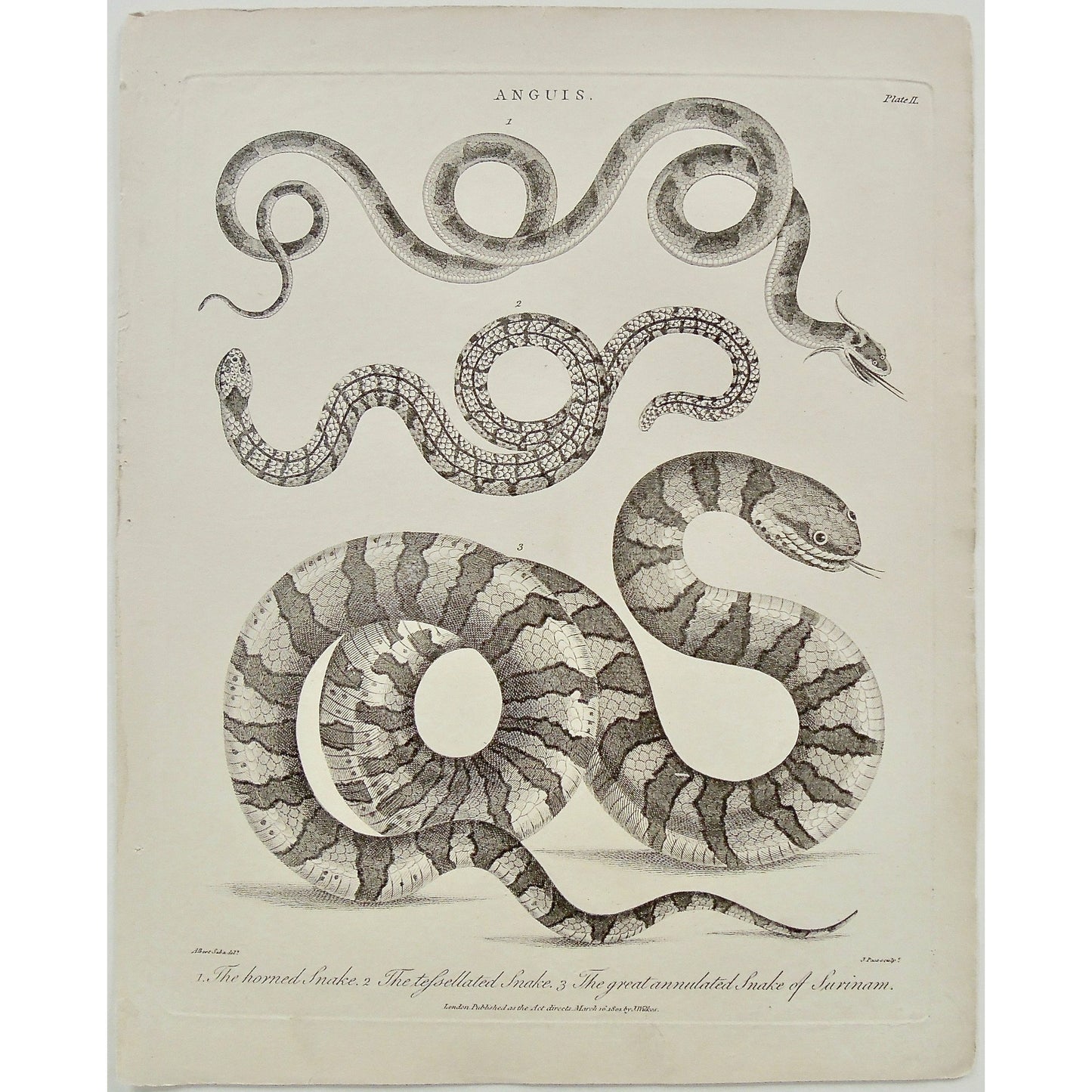 Anguis, Horned Snake, Snake, Snakes, Serpent, Serpents, Tessellated Snake, Tessellated, Great Annulated Snake of Surinam, Annulated, Surinam, Reptiles, Antique Prints, Antique, Print, Vintage, Art, Decor, Wall art, Wall decor, Pass, Adlard, Seba, Wilkes, Encyclopedia, 1801, London,