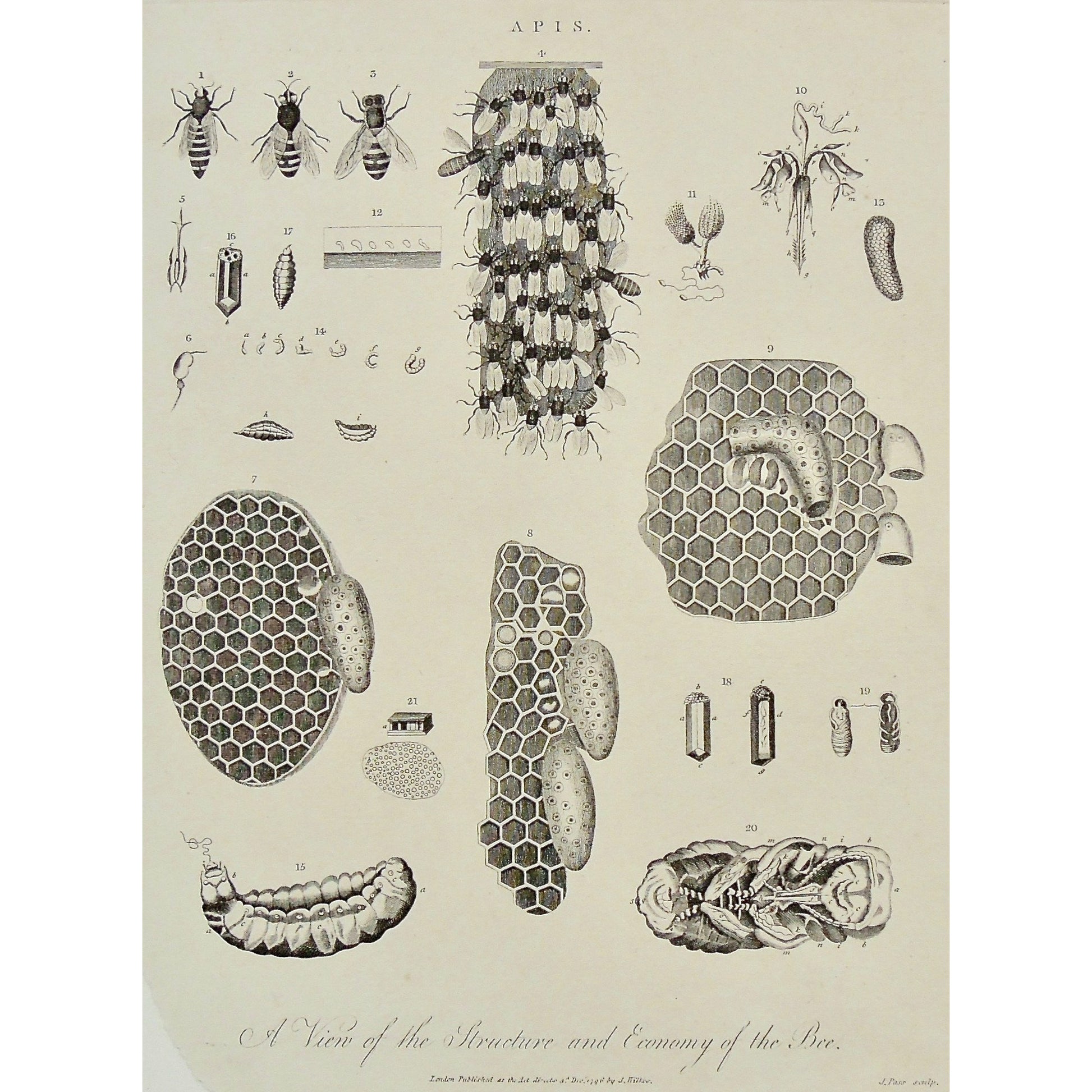 Apis, Bees, bee, Wasp, honeycomb, honey, stages, lifecycle, insect, insects, bugs, bug, Structure of the bee, economy of the bee, Wilkes, Adlard, Pass, Antique Print, Antique, Prints, Art, Vintage, Wall art, Wall decor, engraving, encyclopedia, Encyclopaedia Londinensis, London, 1796,