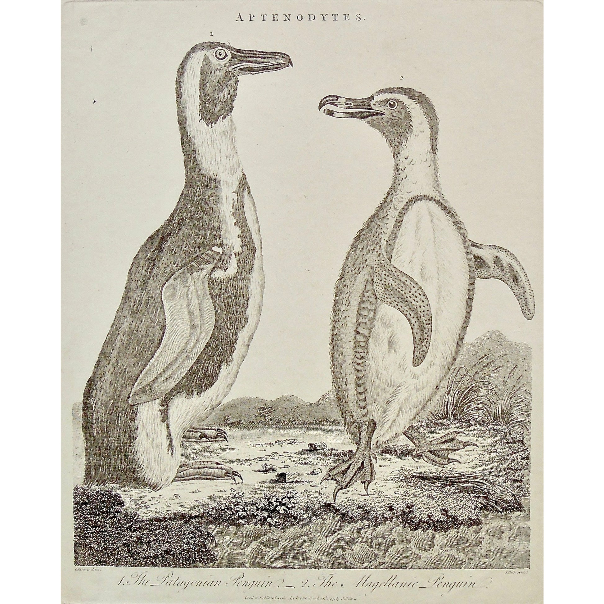 Aptenodytes, Penguin, Penguins, animals, animal, Patagonian Penguin, Patagonian, Magellanic, Magellanic Penguin, Antique Print, Antique, Prints, Vintage, Art, Vintage prints, Artwork, Wall art, Wall decor, Collectible, rare print, Pass, Edwards, Wilkes, Adlard, London, 1797, Encyclopedia, Encyclopaedia Londinensis,