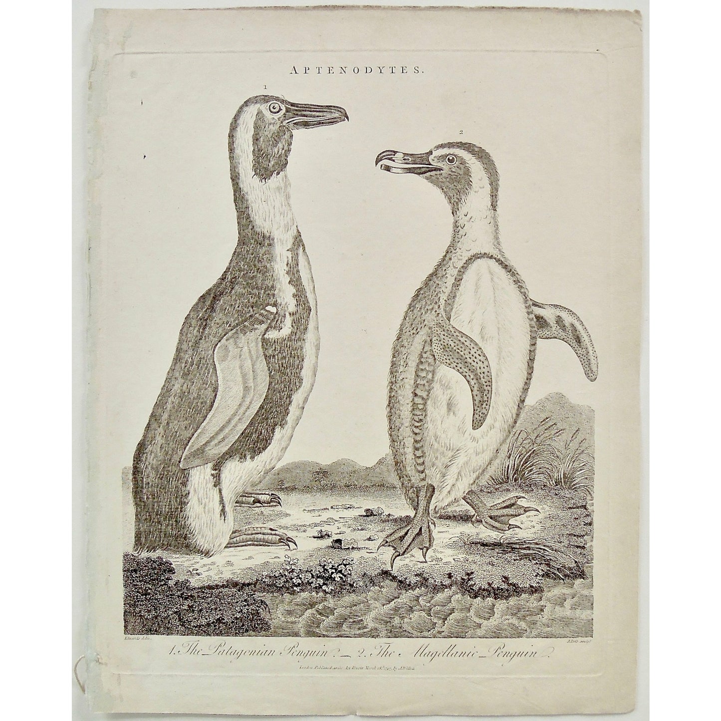 Aptenodytes, Penguin, Penguins, animals, animal, Patagonian Penguin, Patagonian, Magellanic, Magellanic Penguin, Antique Print, Antique, Prints, Vintage, Art, Vintage prints, Artwork, Wall art, Wall decor, Collectible, rare print, Pass, Edwards, Wilkes, Adlard, London, 1797, Encyclopedia, Encyclopaedia Londinensis,