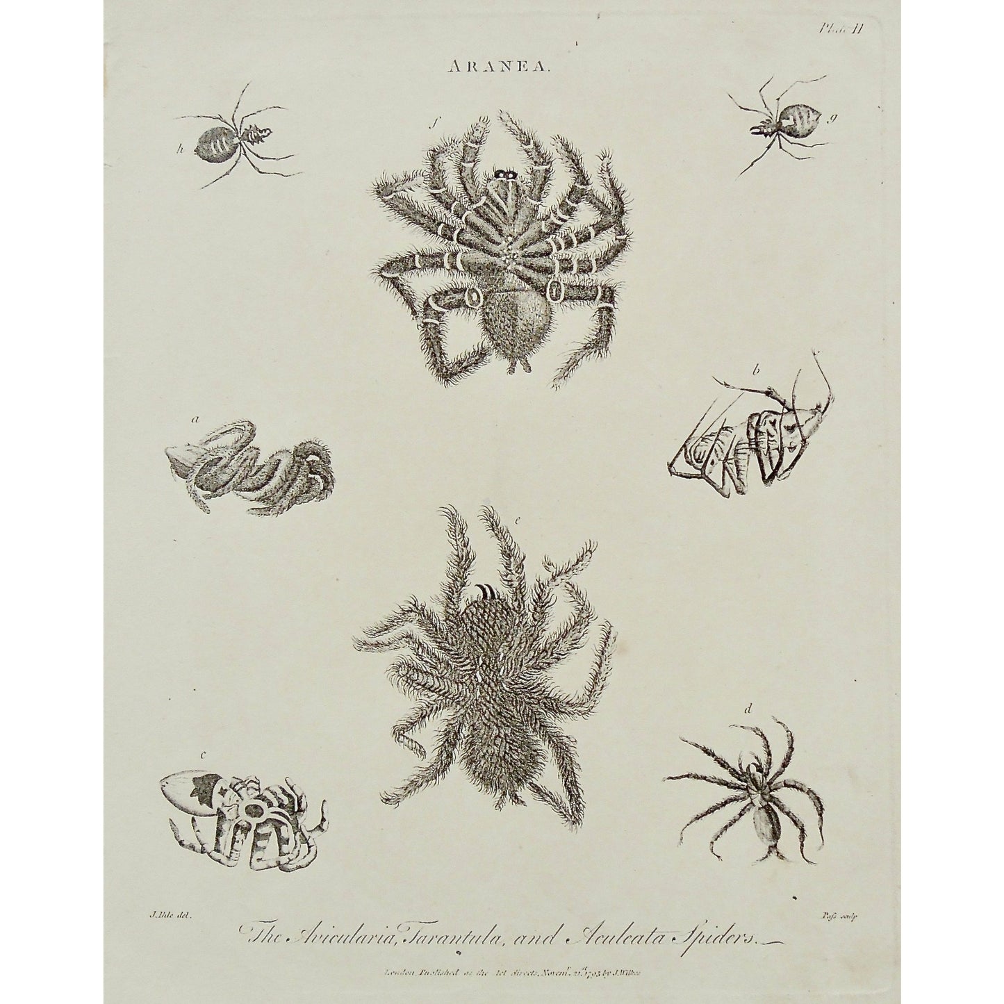 Aranea, Spider, Spiders, Arachnid, Arachnids, Avicularia Tarantula, Aculeata Spider, Tarantula, Avicularia, Aculeata, insects, bugs, insect, bug, Ihle, Wilkes, Adlard, Pass, Antique Print, Antique, Prints, Print, Artwork, Art, Vintage, Wall art, Vintage prints, vintage art, Wall decor, engraving, encyclopedia, Encyclopaedia Londinensis, London, 1795,