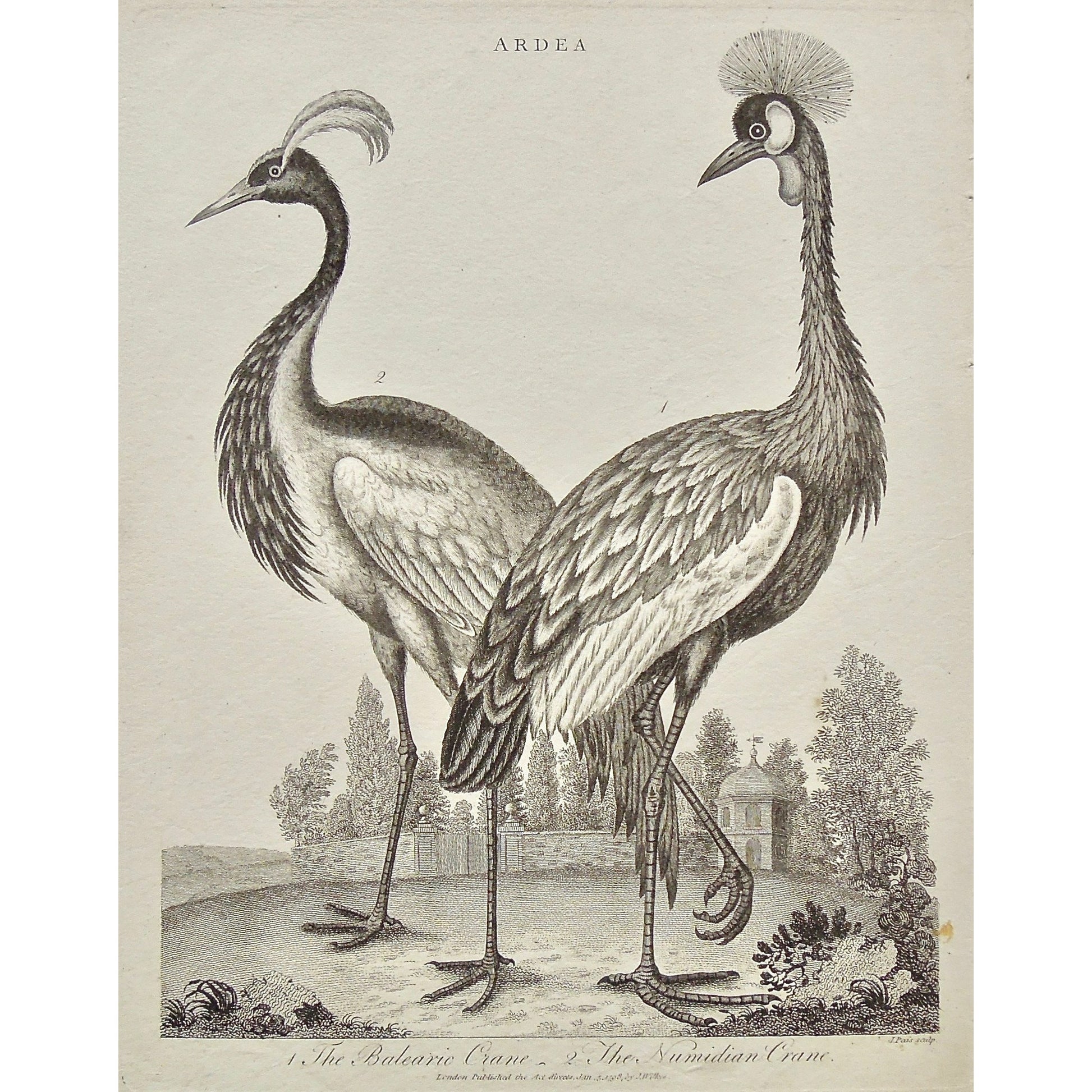 Ardea, Birds, Bird, Ornithology, Feathers, Balearic, Balearic Crane, Crance, Numidian, Numidian Crane, Antique Print, Antique, Prints, Vintage, Art, Wall art, decor, Original, Encyclopedia, Encyclopaedia Londinensis, London, 1798, Universal Dictionary of Arts, Dictionary, Adlard, Pass, Wilkes, 