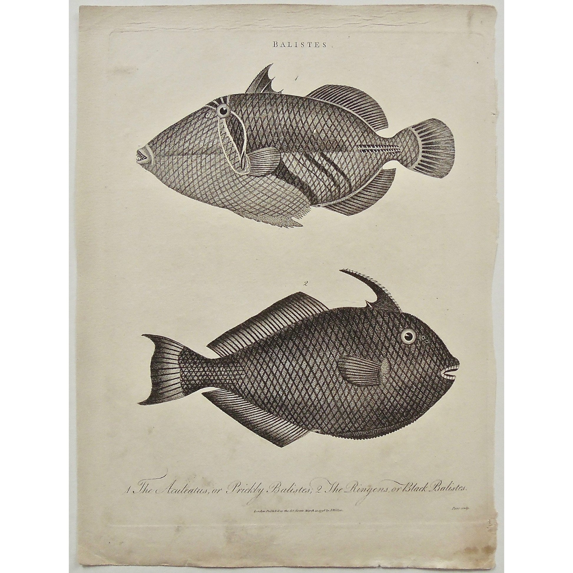 Balistes, Fish, Aculeatus, Prickly balistes, Ringens, Black balistes, design, Antique Prints, Antique, Print, Vintage, Art, Wall art, decor, engraving, Encyclopedia, Encyclopaedia Londinensis, Dictionary, Universal Dictionary of Arts, London, Wilkes, Pass, Adlard, 1798,