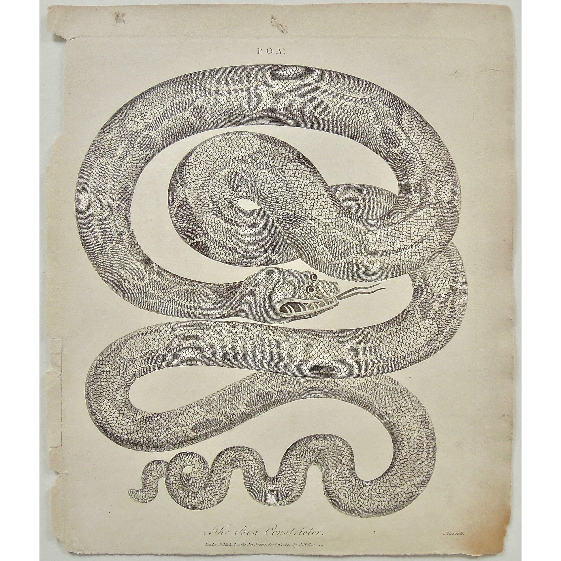 Boa, Boa Constrictor, Snake, Snakes, Serpent, Serpents, Antique Prints, Antique, Prints, Vintage, Wall art, Art, decor, design, engraving, Encyclopedia, Encyclopaedia Londinensis, Dictionary, Universal Dictionary of the Arts, London, Wilkes, Adlard, Pass, 1800,