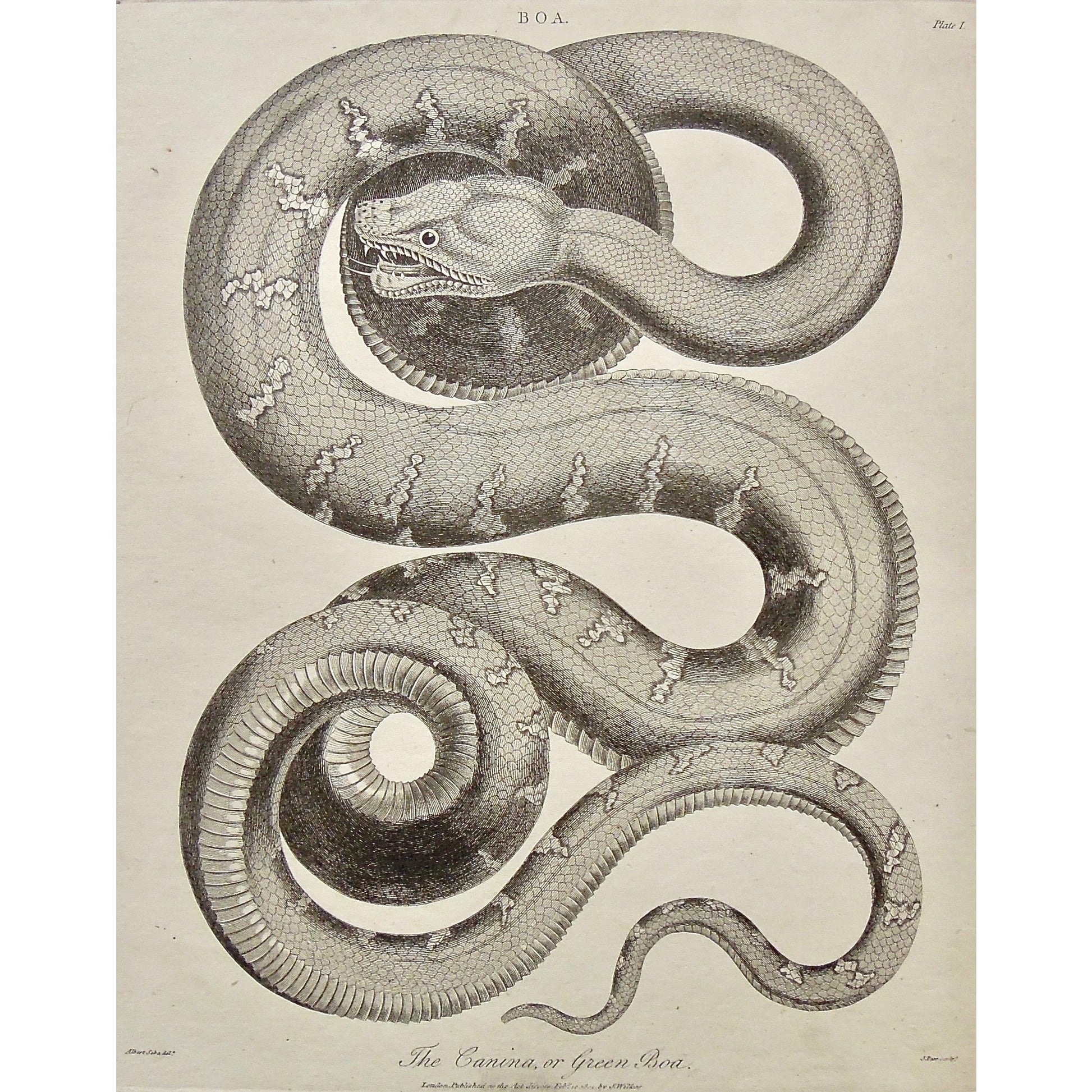 Boa, Boa Constrictor, Snake, Snakes, Serpent, Serpents, Green Boa, Canina, Antique Prints, Antique, Prints, Vintage, Wall art, Art, decor, design, engraving, Encyclopedia, Encyclopaedia Londinensis, Dictionary, Universal Dictionary of the Arts, London, Wilkes, Adlard, Pass, Seba, 1801