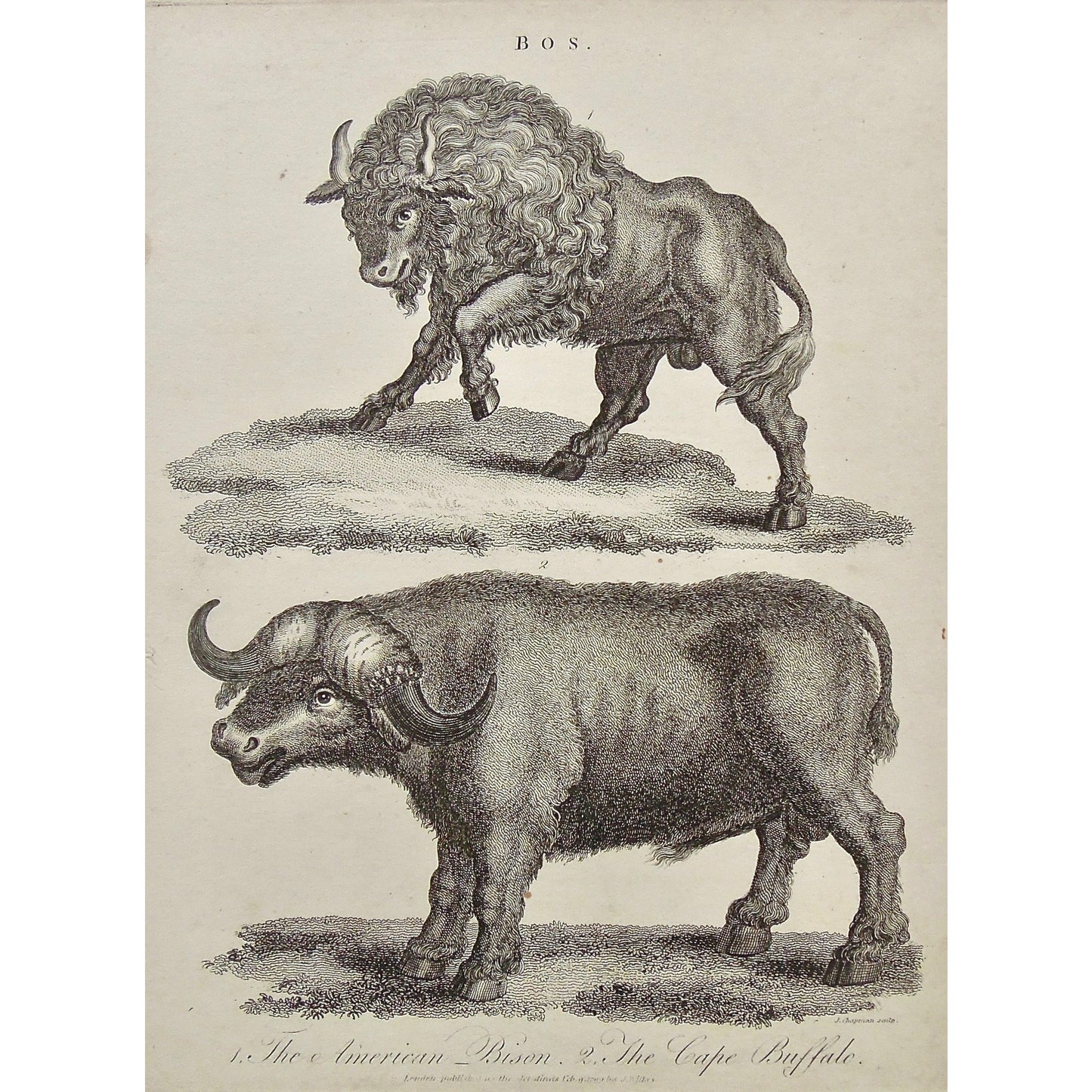 Bos., Bison, American Bison, Cape Buffalo, Buffalo, American, horns, stance, Antique Prints, Antique, Prints, Vintage, Wall art, Art, decor, design, engraving, Encyclopedia, Encyclopaedia Londinensis, Dictionary, Universal Dictionary of the Arts, London, Wilkes, Adlard, Chapman, 1799,