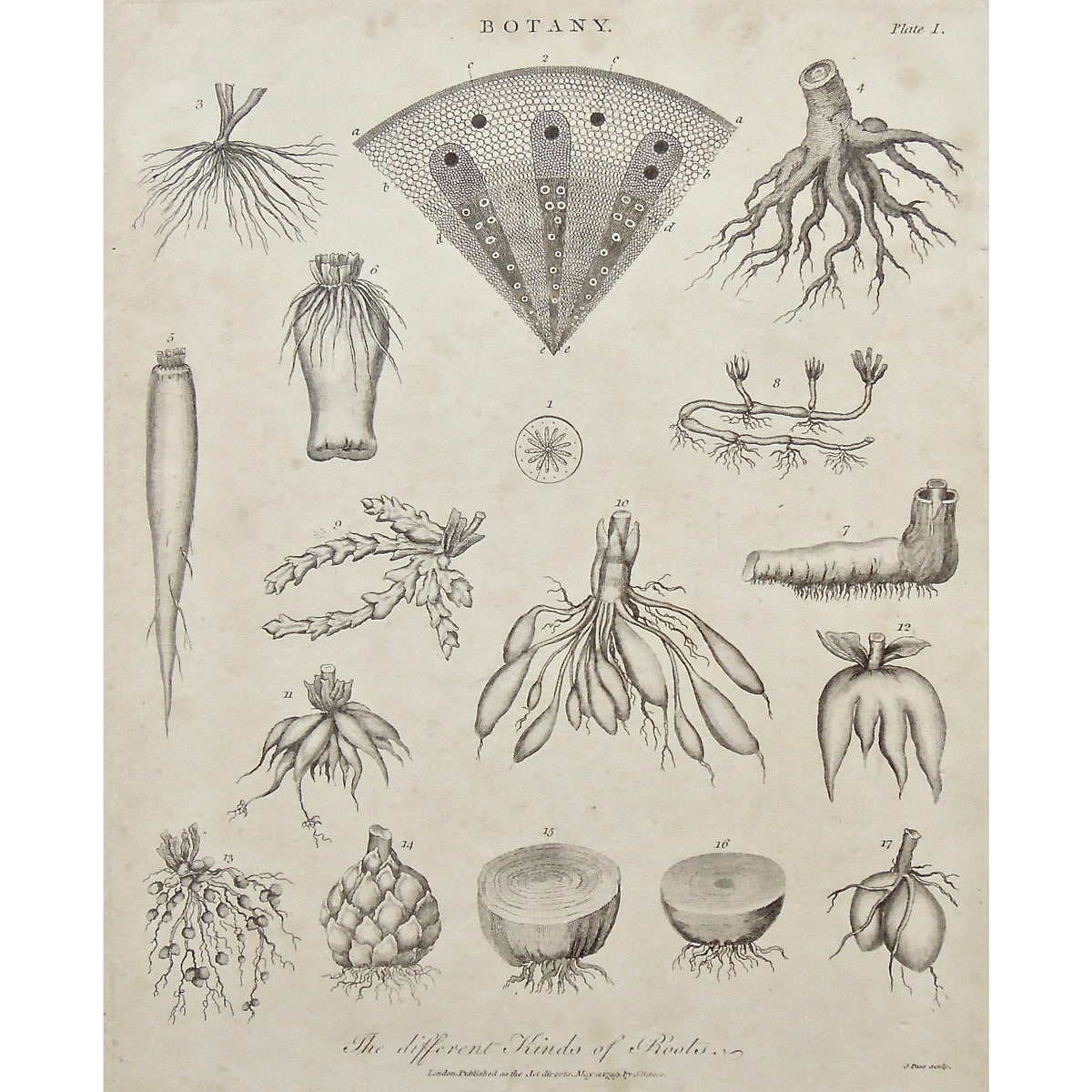 Diff Rent Printmaking Botany. The different Kinds of Roots. (B1-137) – Victoria Cooper ...