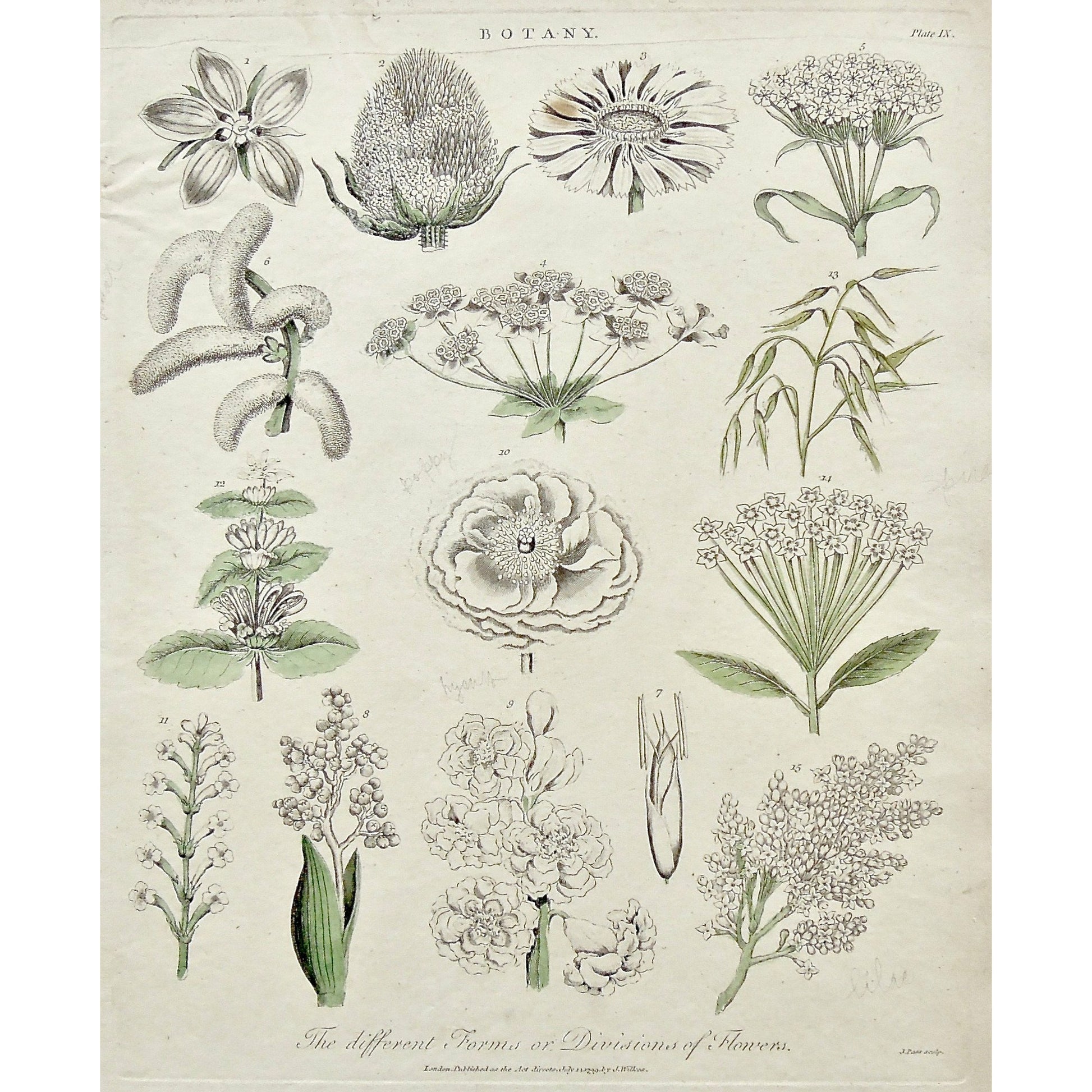 Botany, Botanist, Plants, Plant, Planting, Gardening, Garden, Different forms, Divisions of flowers, flowers, flower, Chocolate Nut tree, Teazle, Marigold, Sweet William, lilac, Poplar, Poppy, Spirea, Hyacinth, Universal Dictionary, Dictionary, Encyclopaedia Londinensis, Encyclopedia, London, Antique Print, Antique, Prints, Vintage, Vintage Art, Art, Wall art, Decor, wall decor, design, engraving, original, authentic, Collectors, Collectable, rare books, rare, book, printmaking, print, printers, Wilkes, Adl