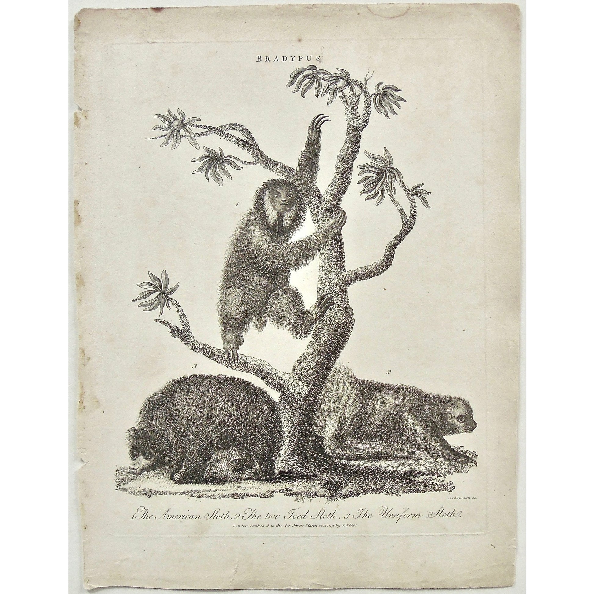 Bradypus, Sloth, Sloths, American, American Sloth, Two toed sloth, Ursiform sloth, Ursiform, Animal, Animals, climbing, Universal Dictionary, Dictionary, Encyclopaedia Londinensis, Encyclopedia, London, Antique Print, Antique, Prints, Vintage, Vintage Art, Art, Wall art, Decor, wall decor, design, engraving, original, authentic, Collectors, Collectable, rare books, rare, book, printmaking, print, printers, Wilkes, Adlard, Chapman, 1799,