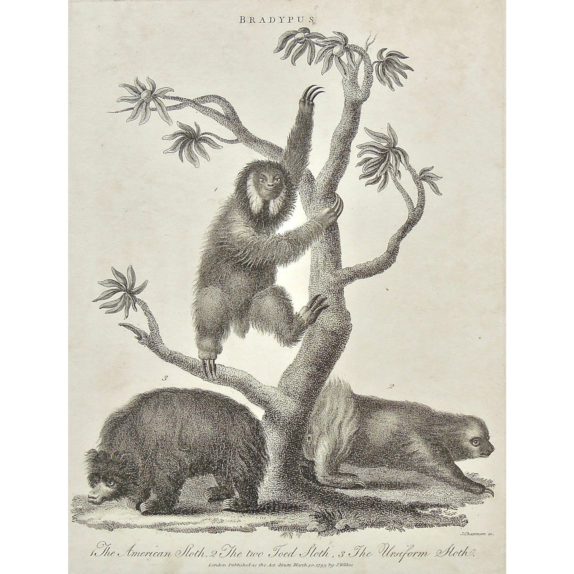 Bradypus, Sloth, Sloths, American, American Sloth, Two toed sloth, Ursiform sloth, Ursiform, Animal, Animals, climbing, Universal Dictionary, Dictionary, Encyclopaedia Londinensis, Encyclopedia, London, Antique Print, Antique, Prints, Vintage, Vintage Art, Art, Wall art, Decor, wall decor, design, engraving, original, authentic, Collectors, Collectable, rare books, rare, book, printmaking, print, printers, Wilkes, Adlard, Chapman, 1799,