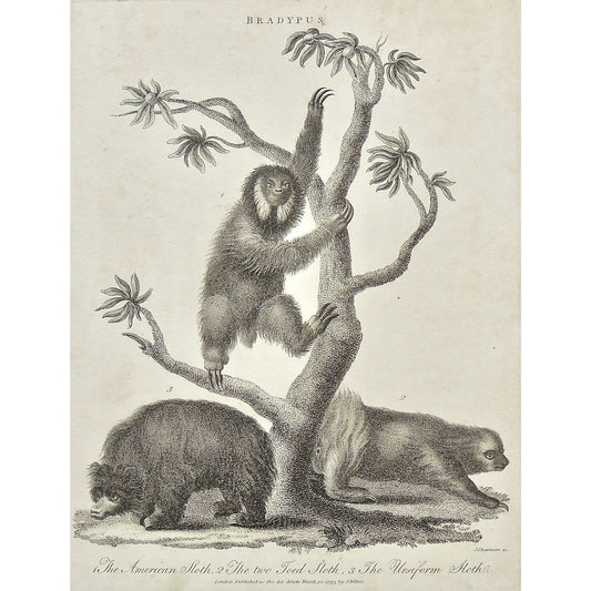 Bradypus, Sloth, Sloths, American, American Sloth, Two toed sloth, Ursiform sloth, Ursiform, Animal, Animals, climbing, Universal Dictionary, Dictionary, Encyclopaedia Londinensis, Encyclopedia, London, Antique Print, Antique, Prints, Vintage, Vintage Art, Art, Wall art, Decor, wall decor, design, engraving, original, authentic, Collectors, Collectable, rare books, rare, book, printmaking, print, printers, Wilkes, Adlard, Chapman, 1799,