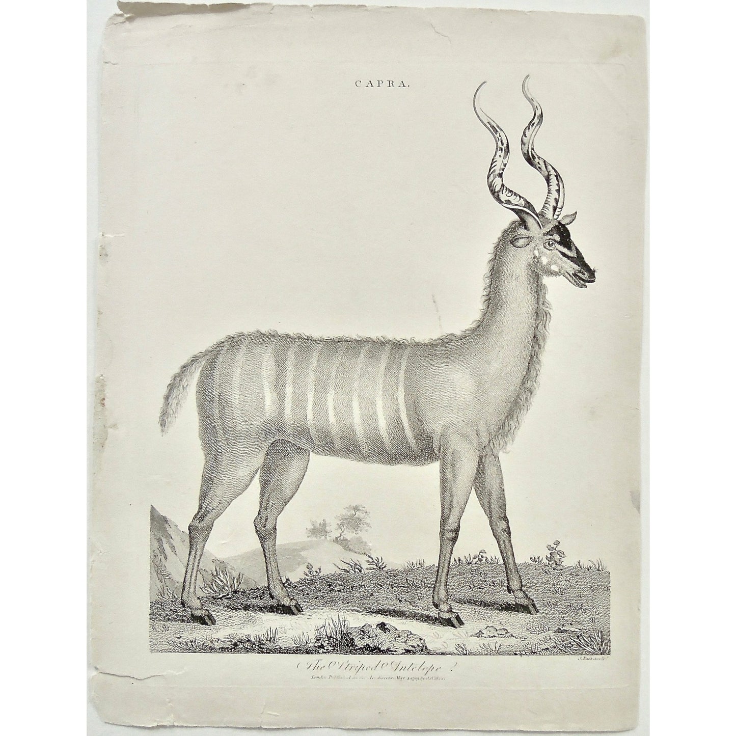 Capra, Striped Antelope, Antelope, Animal, Animals, Horns, horned, striped, Universal Dictionary, Dictionary, Encyclopaedia Londinensis, Encyclopedia, London, Antique Print, Antique, Prints, Vintage, Vintage Art, Art, Wall art, Decor, wall decor, design, engraving, original, authentic, Collectors, Collectable, rare books, rare, book, printmaking, print, printers, Wilkes, Adlard, Pass, 1799,