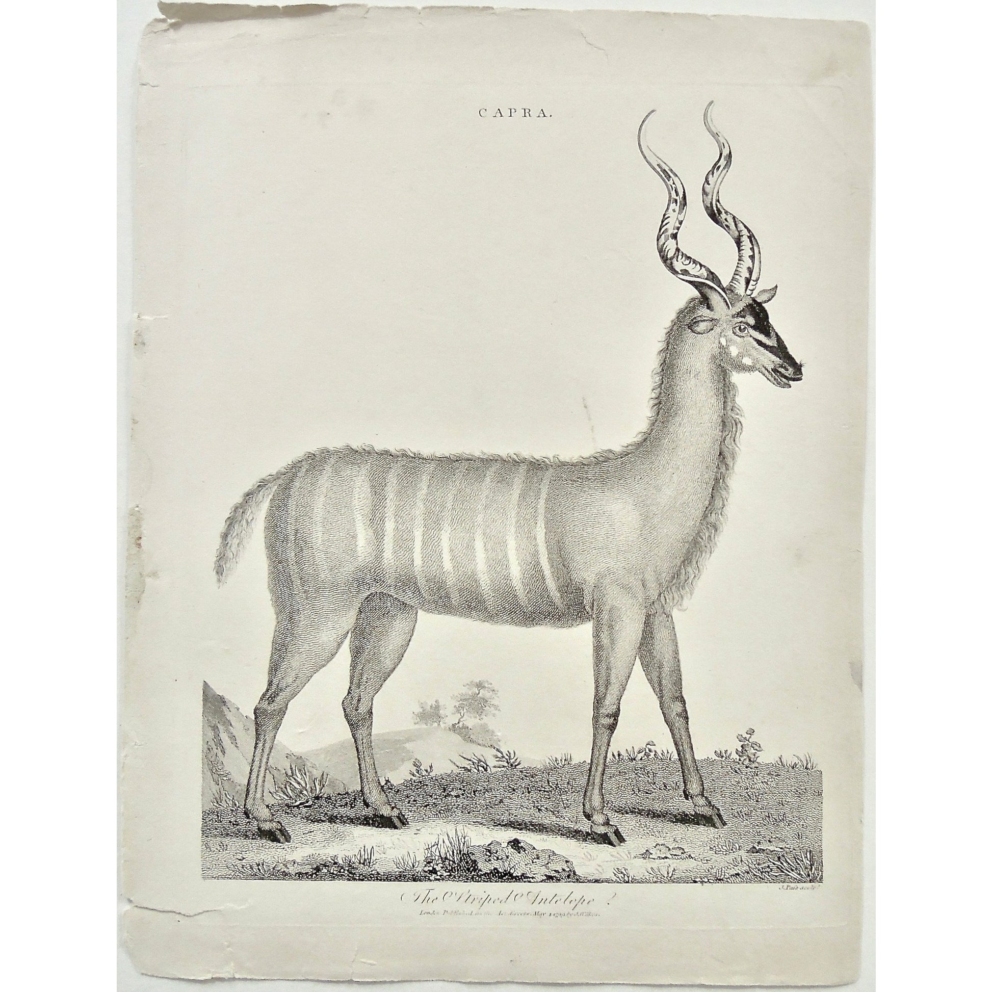 Capra, Striped Antelope, Antelope, Animal, Animals, Horns, horned, striped, Universal Dictionary, Dictionary, Encyclopaedia Londinensis, Encyclopedia, London, Antique Print, Antique, Prints, Vintage, Vintage Art, Art, Wall art, Decor, wall decor, design, engraving, original, authentic, Collectors, Collectable, rare books, rare, book, printmaking, print, printers, Wilkes, Adlard, Pass, 1799,