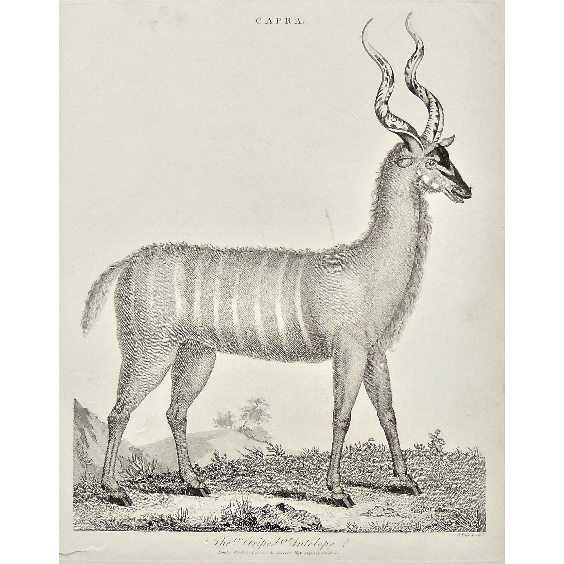 Capra, Striped Antelope, Antelope, Animal, Animals, Horns, horned, striped, Universal Dictionary, Dictionary, Encyclopaedia Londinensis, Encyclopedia, London, Antique Print, Antique, Prints, Vintage, Vintage Art, Art, Wall art, Decor, wall decor, design, engraving, original, authentic, Collectors, Collectable, rare books, rare, book, printmaking, print, printers, Wilkes, Adlard, Pass, 1799,