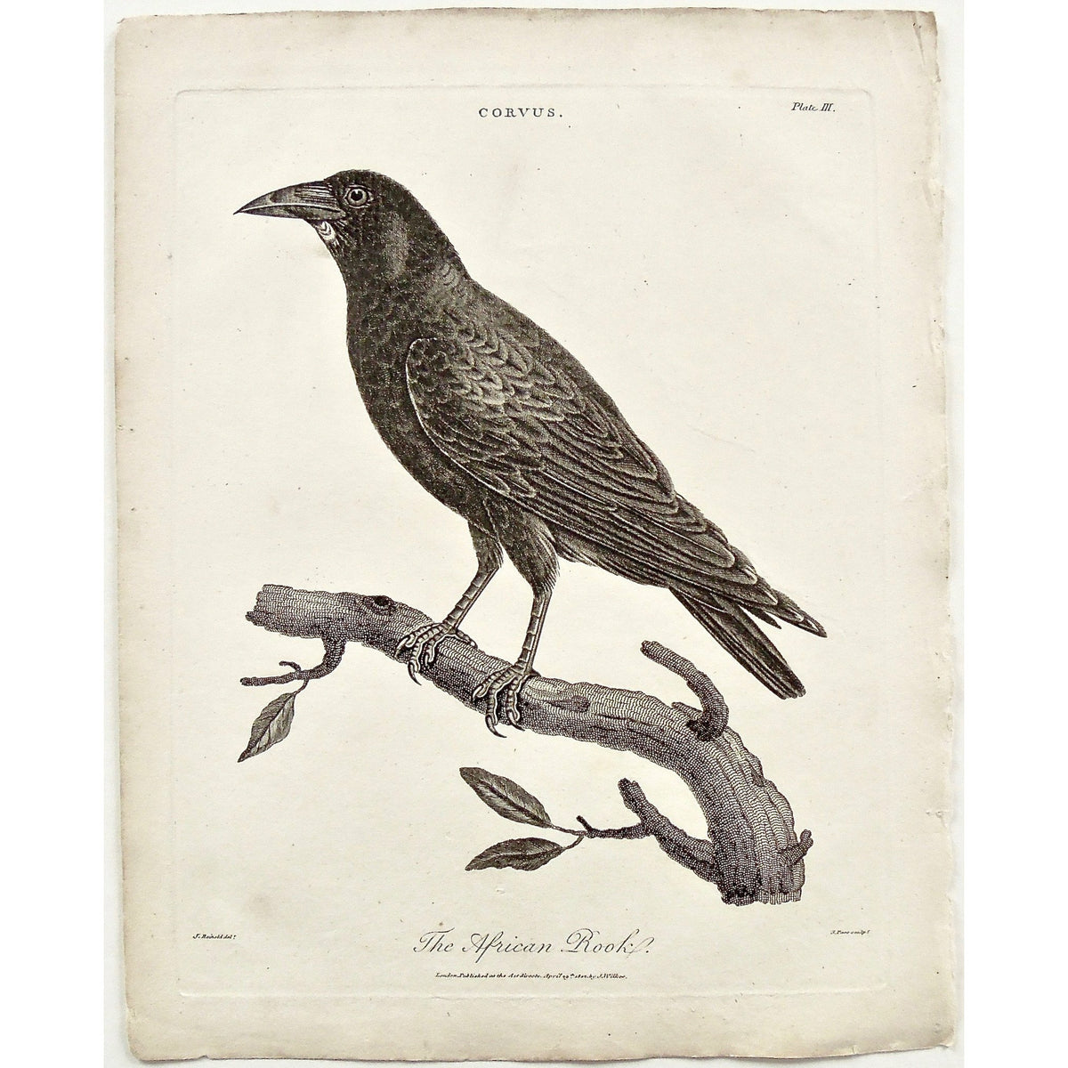 Rare Rooks Corvus. The African Rook. (B1-166) – Victoria Cooper Antique Prints