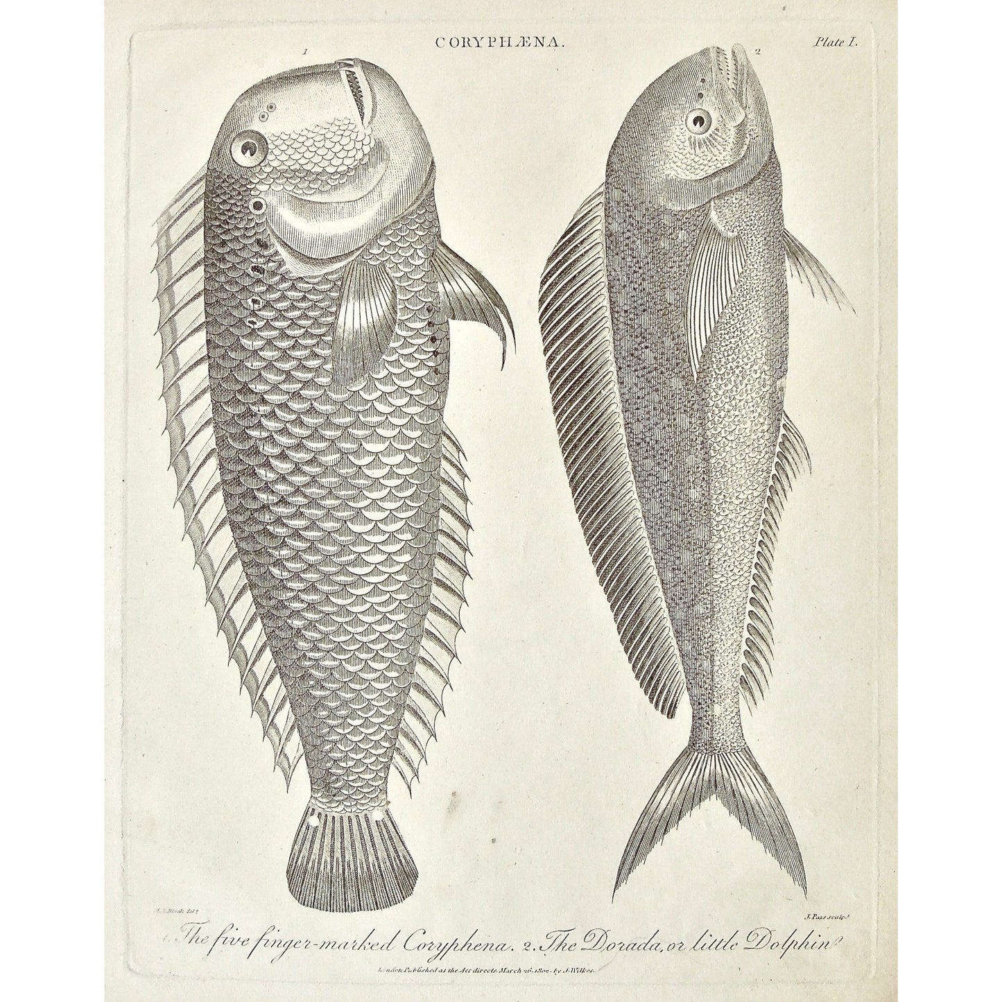 Coryphaena, Five Finger Marked Coryphena, Five Finger-marked, Coryphena, Dorada, little dolphin, Dolphin, Dolphins, Dolphin fish, fish, fishing, sea life, sea creatures, Universal Dictionary, Dictionary, Encyclopaedia Londinensis, Encyclopedia, London, Antique Print, Antique, Prints, Vintage, Vintage Art, Art, Wall art, Decor, wall decor, design, engraving, original, authentic, Collectors, Collectable, rare books, rare, book, printmaking, print, printers, Wilkes, Adlard, Pass, 1802, Block,